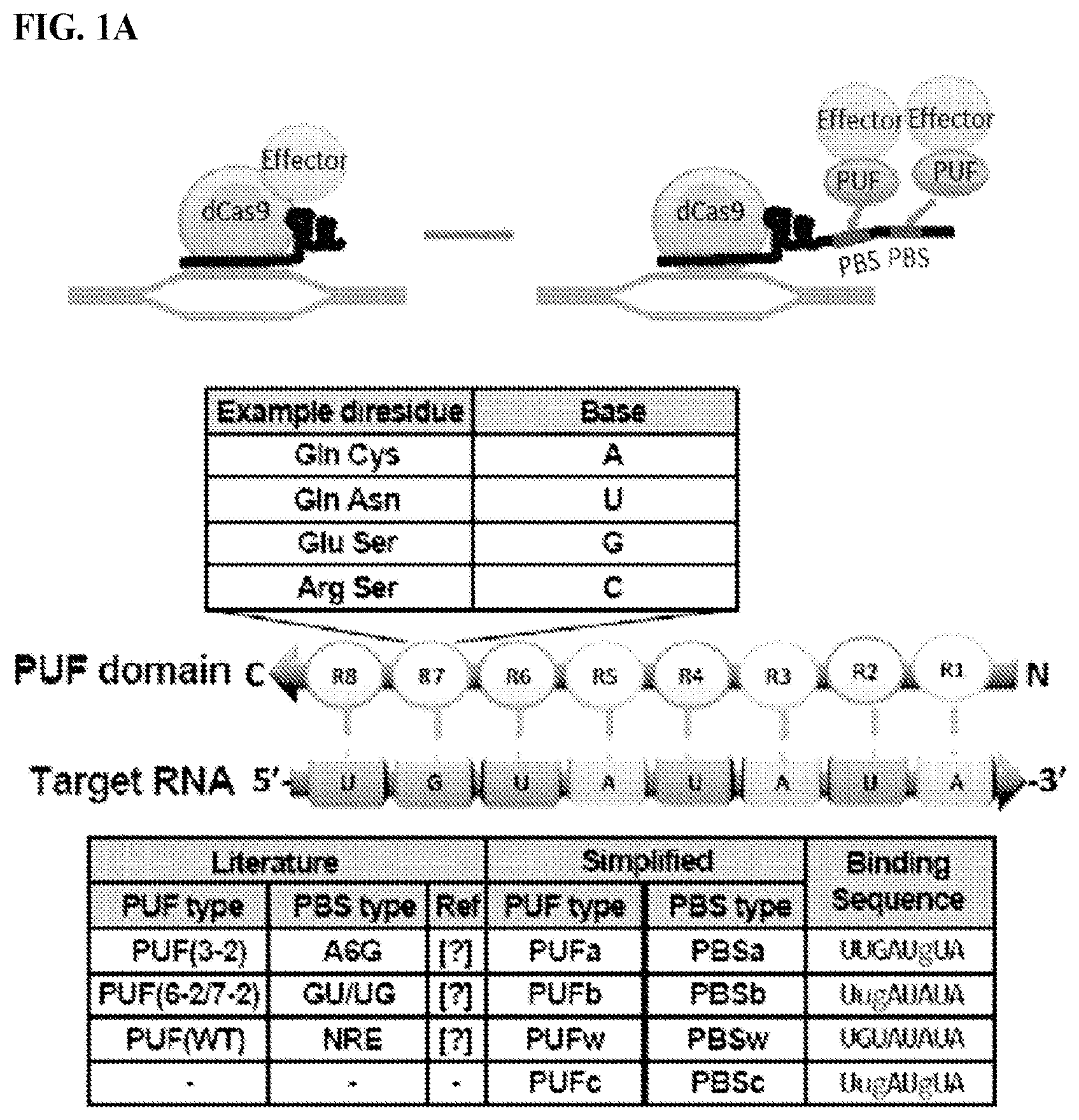 Patent US11780895 Figure 1 – Targeted DNA demethylation and methylation