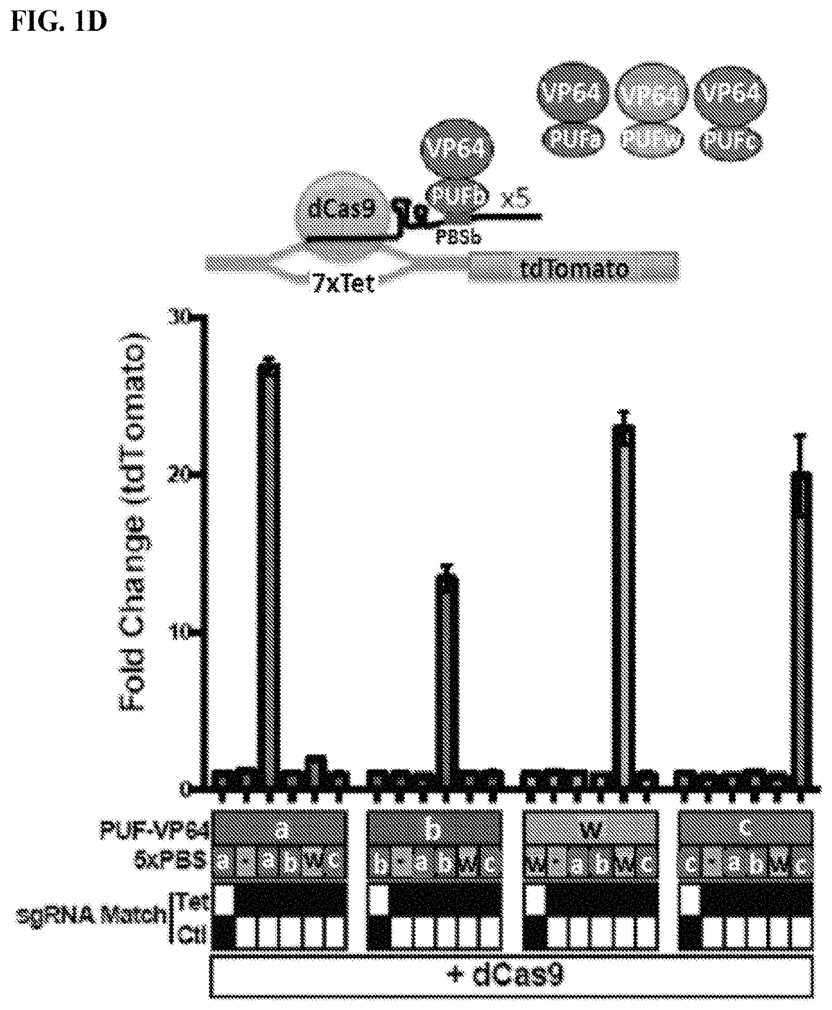 Patent US11780895 Figure 4 – Targeted DNA demethylation and methylation
