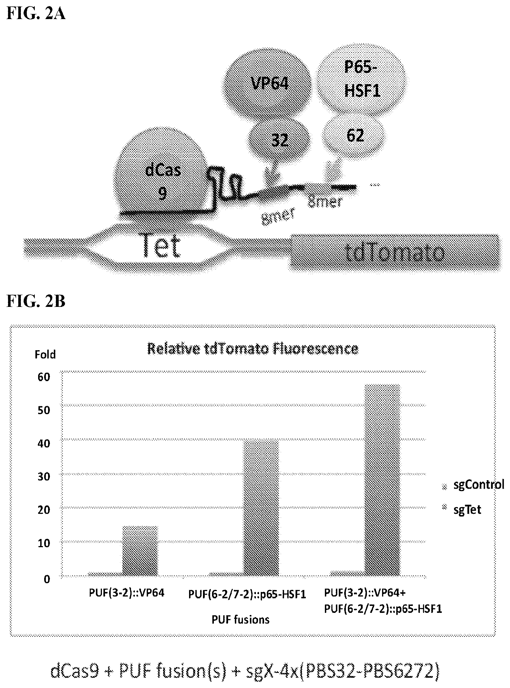 Patent US11780895 Figure 5 – Targeted DNA demethylation and methylation