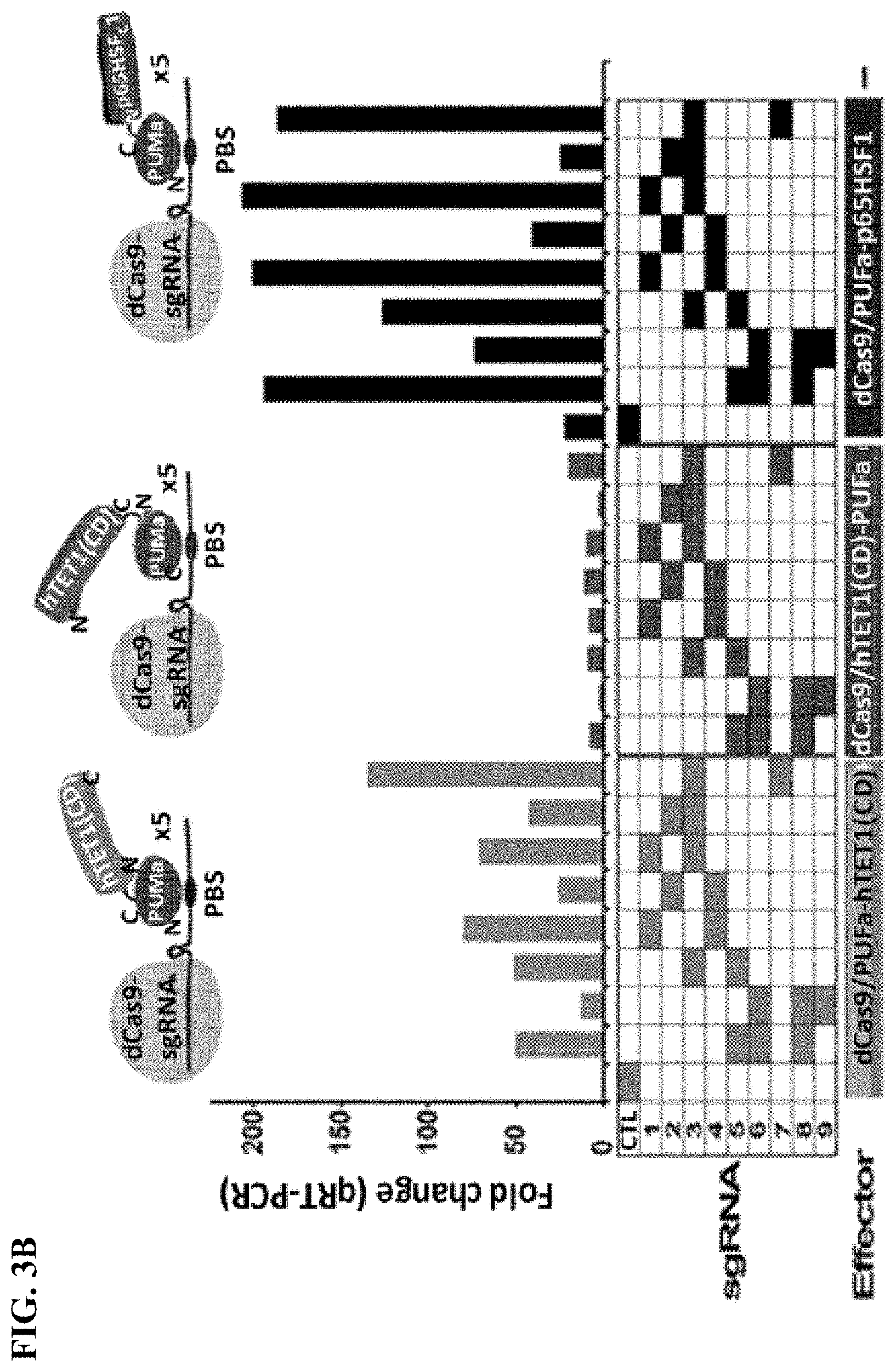 Patent US11780895 Figure 8 – Targeted DNA demethylation and methylation