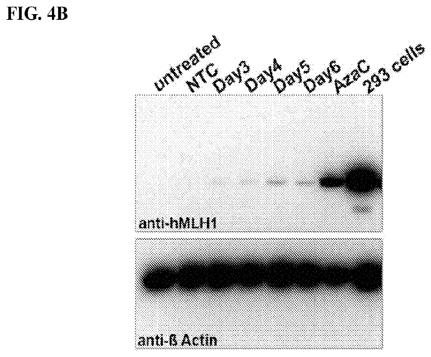 Patent US11780895 Figure 11 – Targeted DNA demethylation and methylation