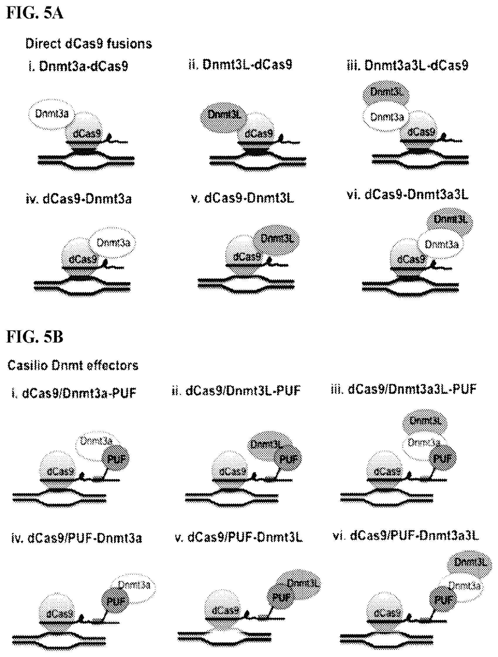 Patent US11780895 Figure 13 – Targeted DNA demethylation and methylation