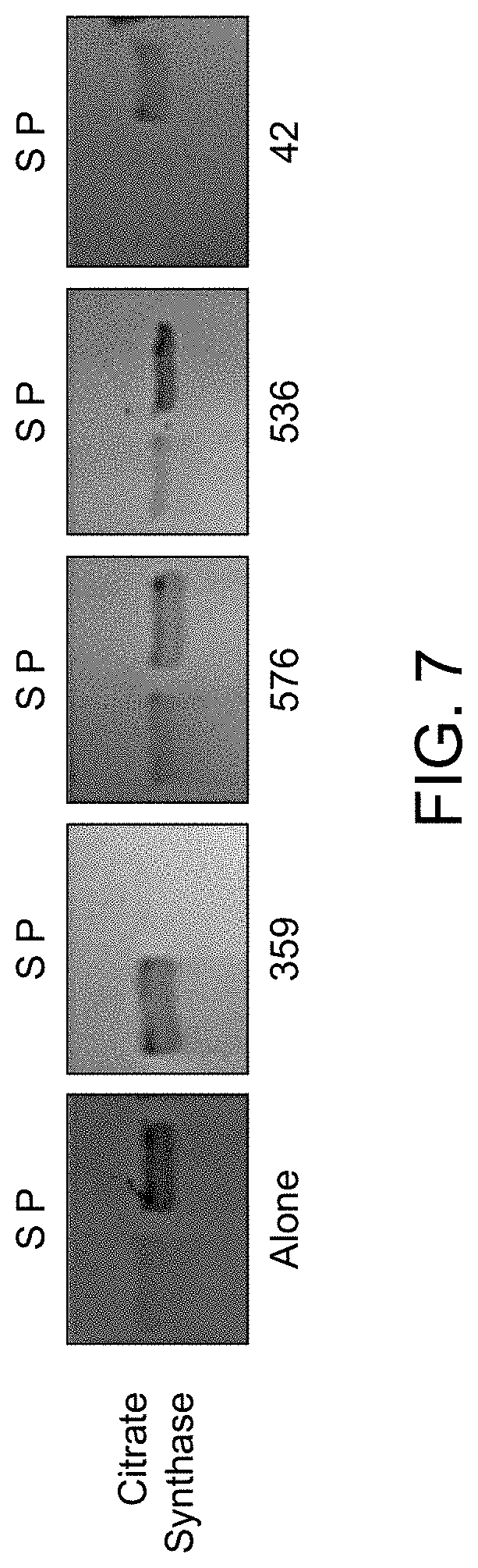 Patent US11780896 Figure 15 – Systems, methods, and compounds for providing chaperone activity to proteins