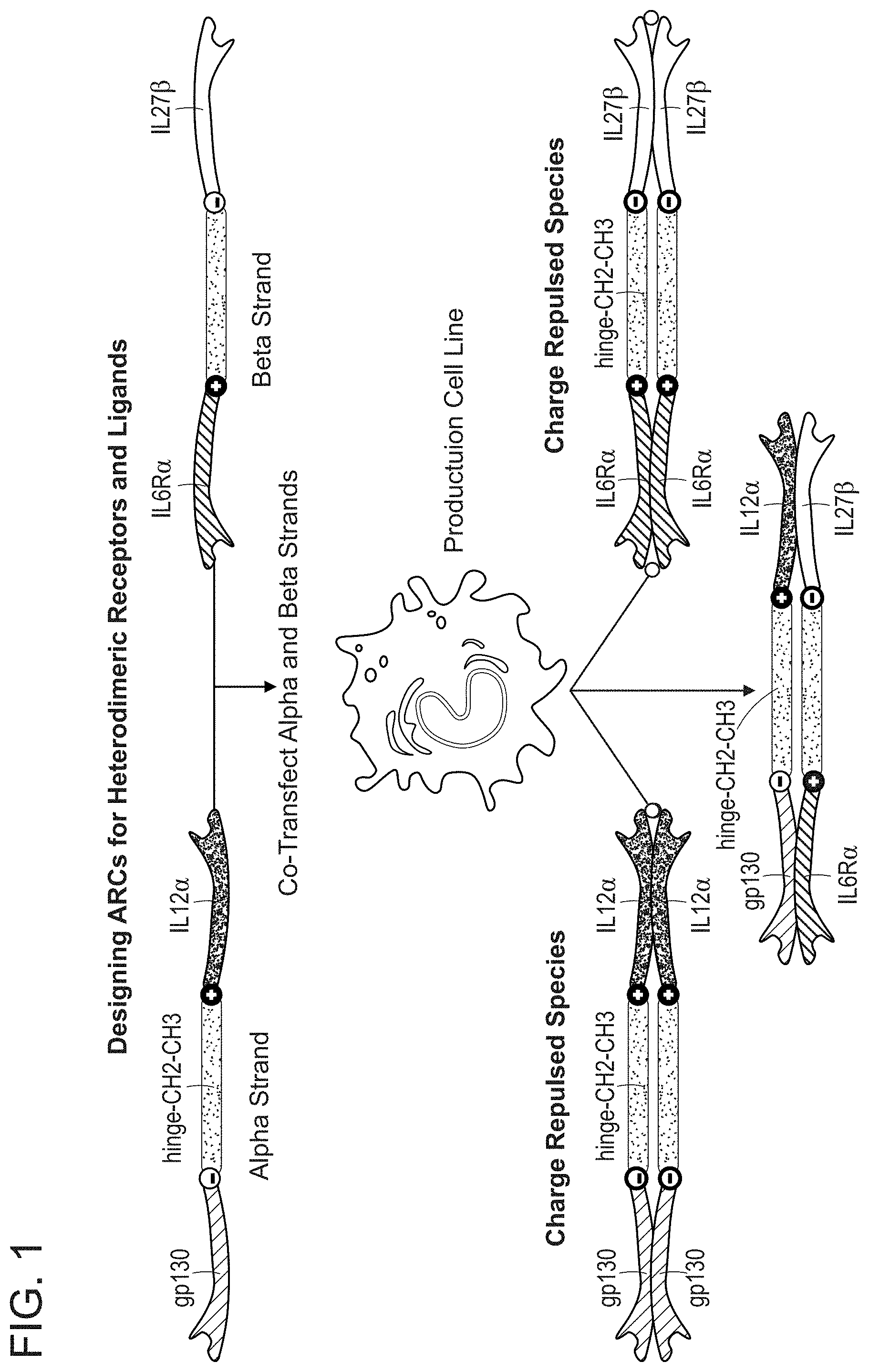 Patent US11780897 Figure 1 – Heterodimeric proteins and uses thereof