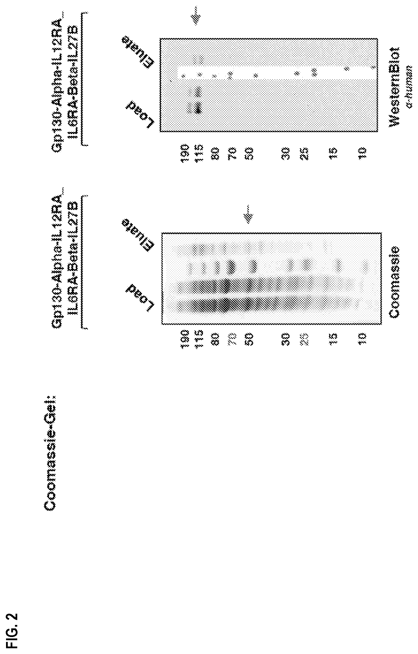 Patent US11780897 Figure 2 – Heterodimeric proteins and uses thereof