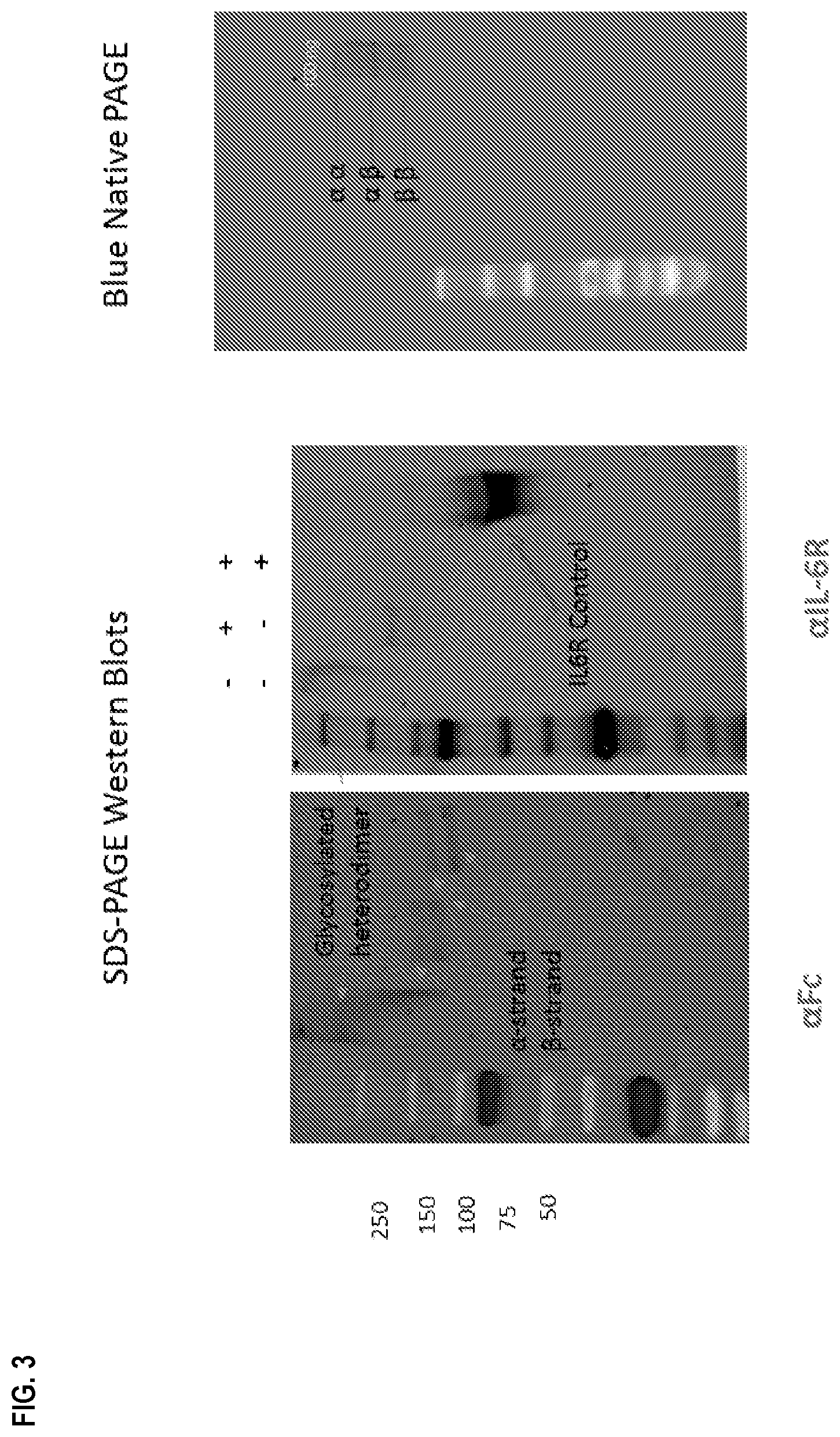 Patent US11780897 Figure 3 – Heterodimeric proteins and uses thereof