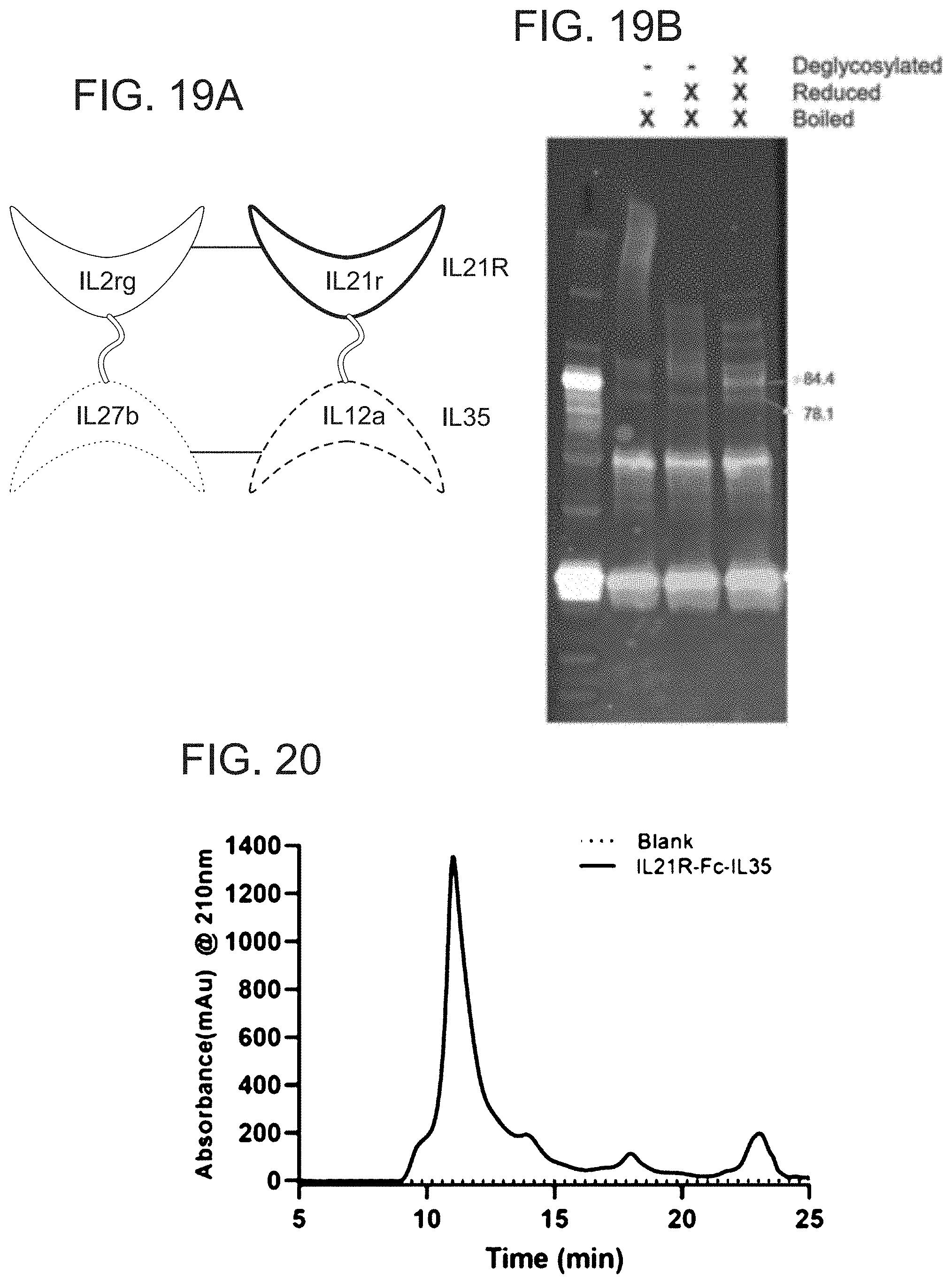 Patent US11780897 Figure 20 – Heterodimeric proteins and uses thereof