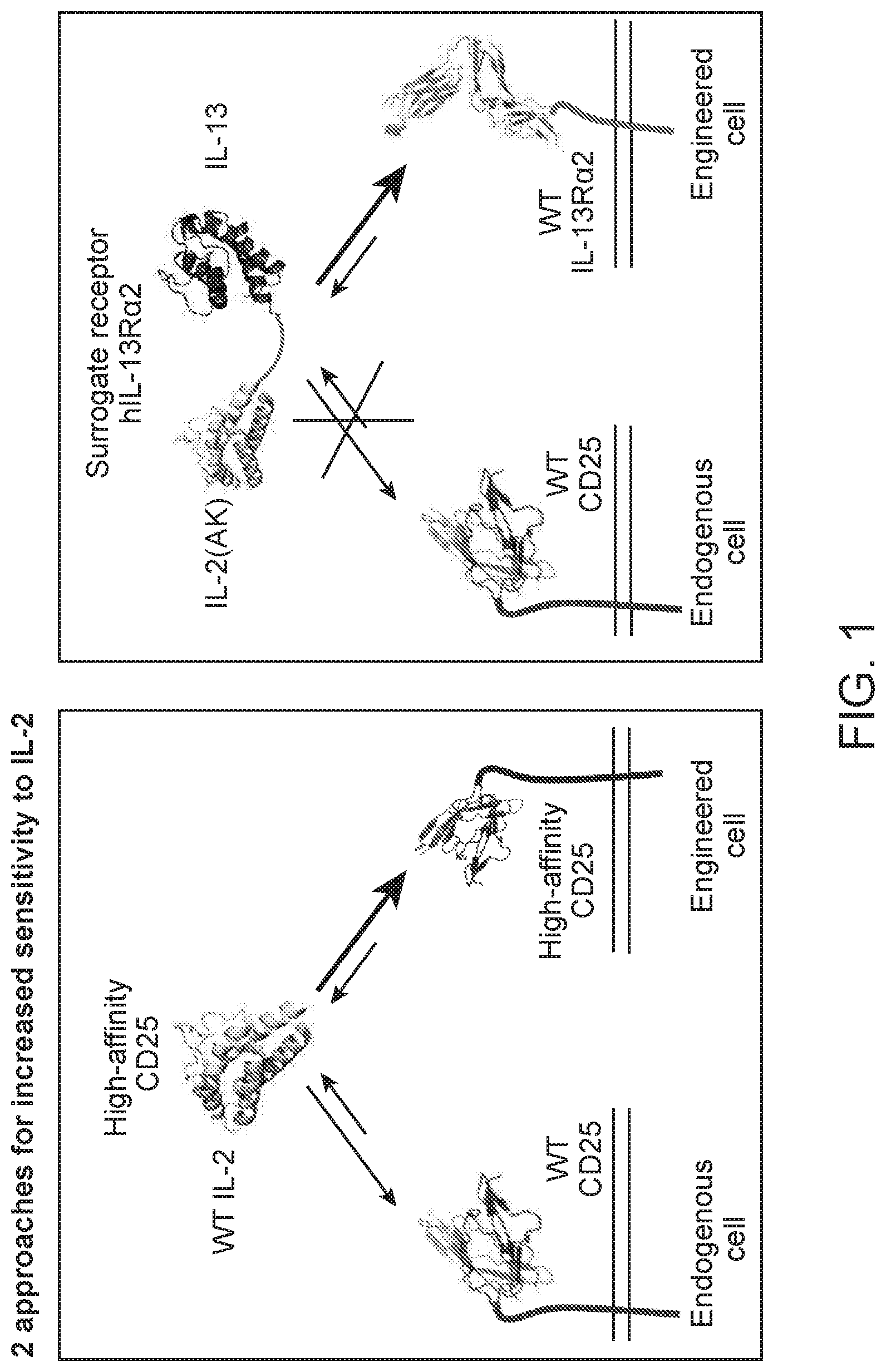 Patent US11780899 Figure 1 – Engineered proteins to enhance sensitivity of a cell to IL-2