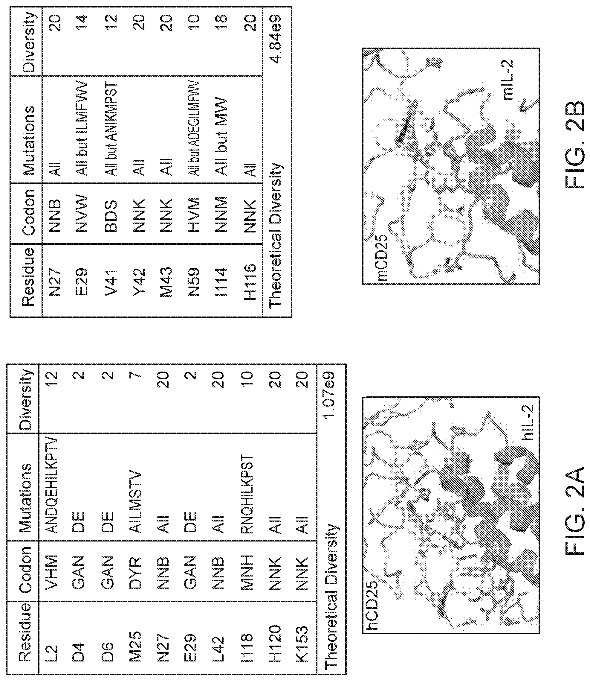 Patent US11780899 Figure 2 – Engineered proteins to enhance sensitivity of a cell to IL-2