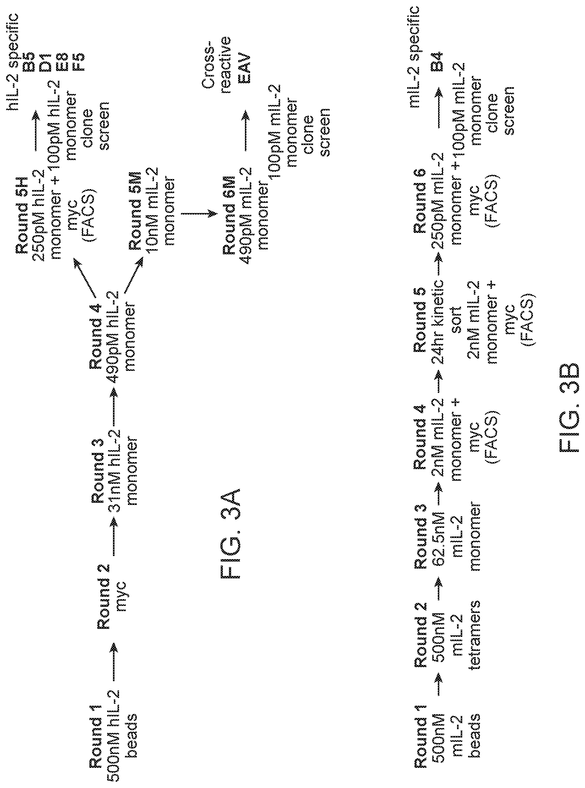Patent US11780899 Figure 3 – Engineered proteins to enhance sensitivity of a cell to IL-2