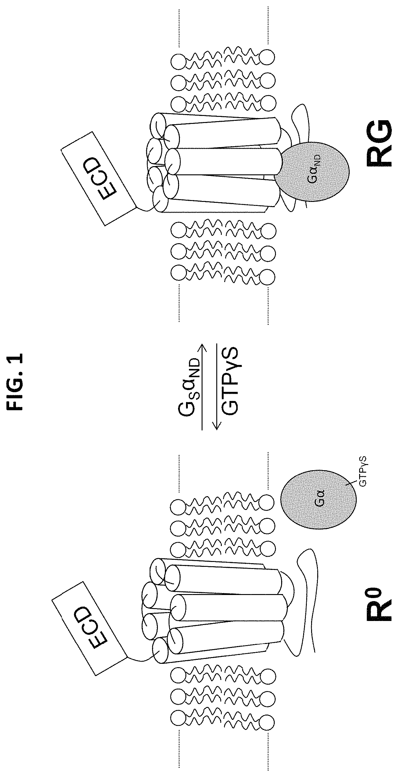 Patent US11780901 — Analogues of parathyroid hormone (1-34) that function as agonists of the parathyroid hormone receptor-1 and display modified activity profiles — Figure 1