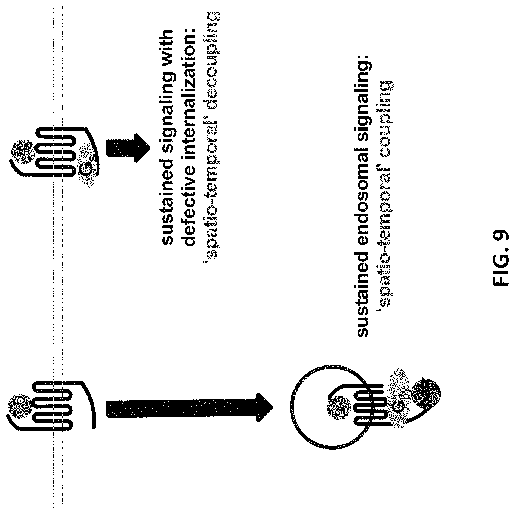 Patent US11780901 Figure 9 – Analogues of parathyroid hormone (1-34) that function as agonists of the parathyroid hormone receptor-1 and display modified activity profiles