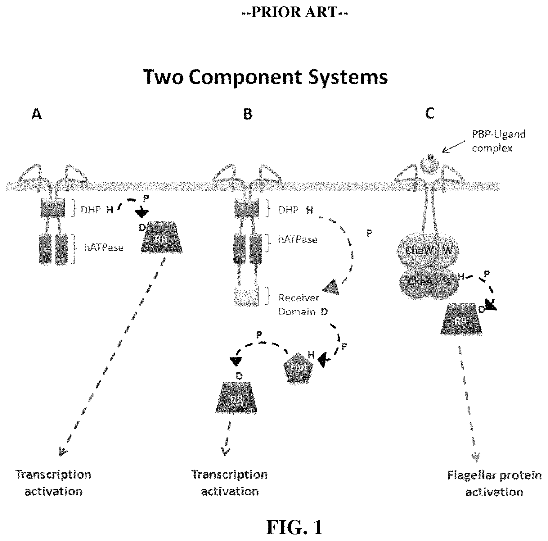 Patent US11780902 Figure 1 – Receptor/histidine kinase fusion constructs and uses thereof