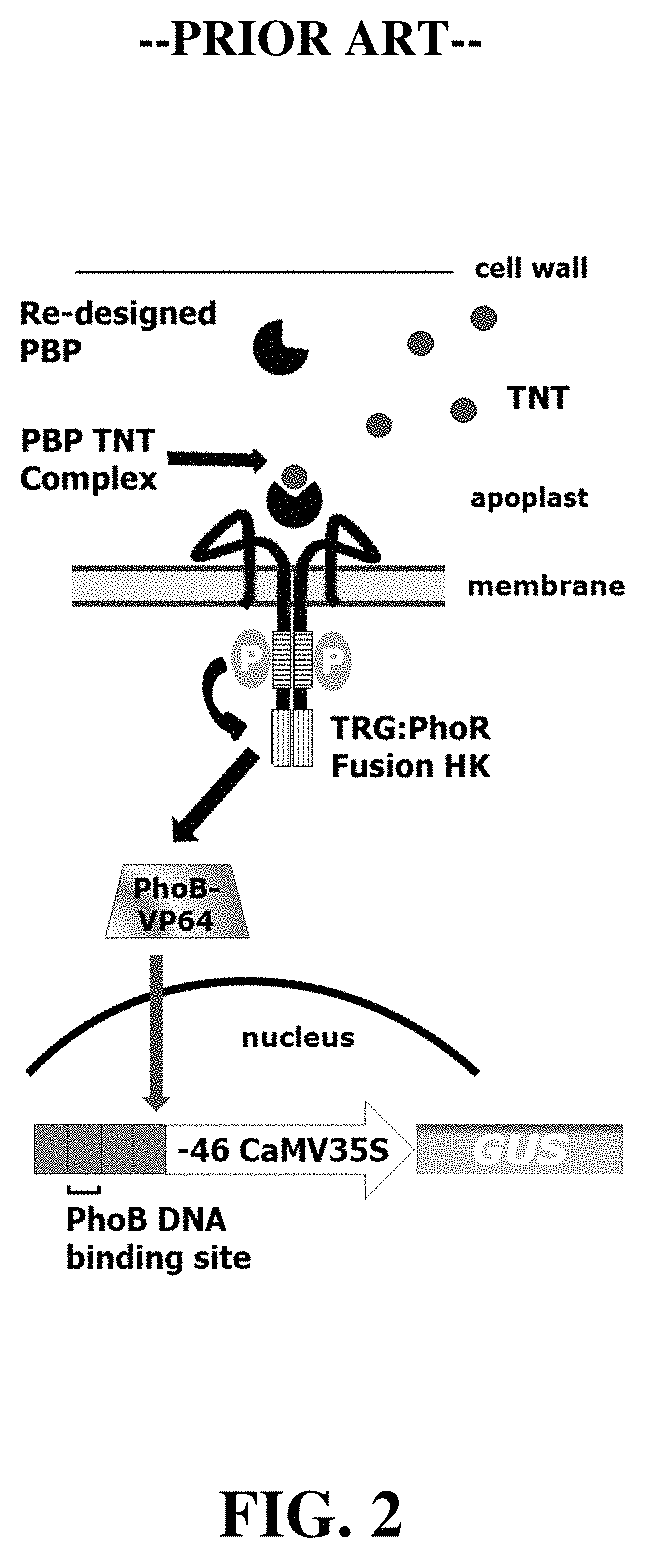 Patent US11780902 Figure 2 – Receptor/histidine kinase fusion constructs and uses thereof