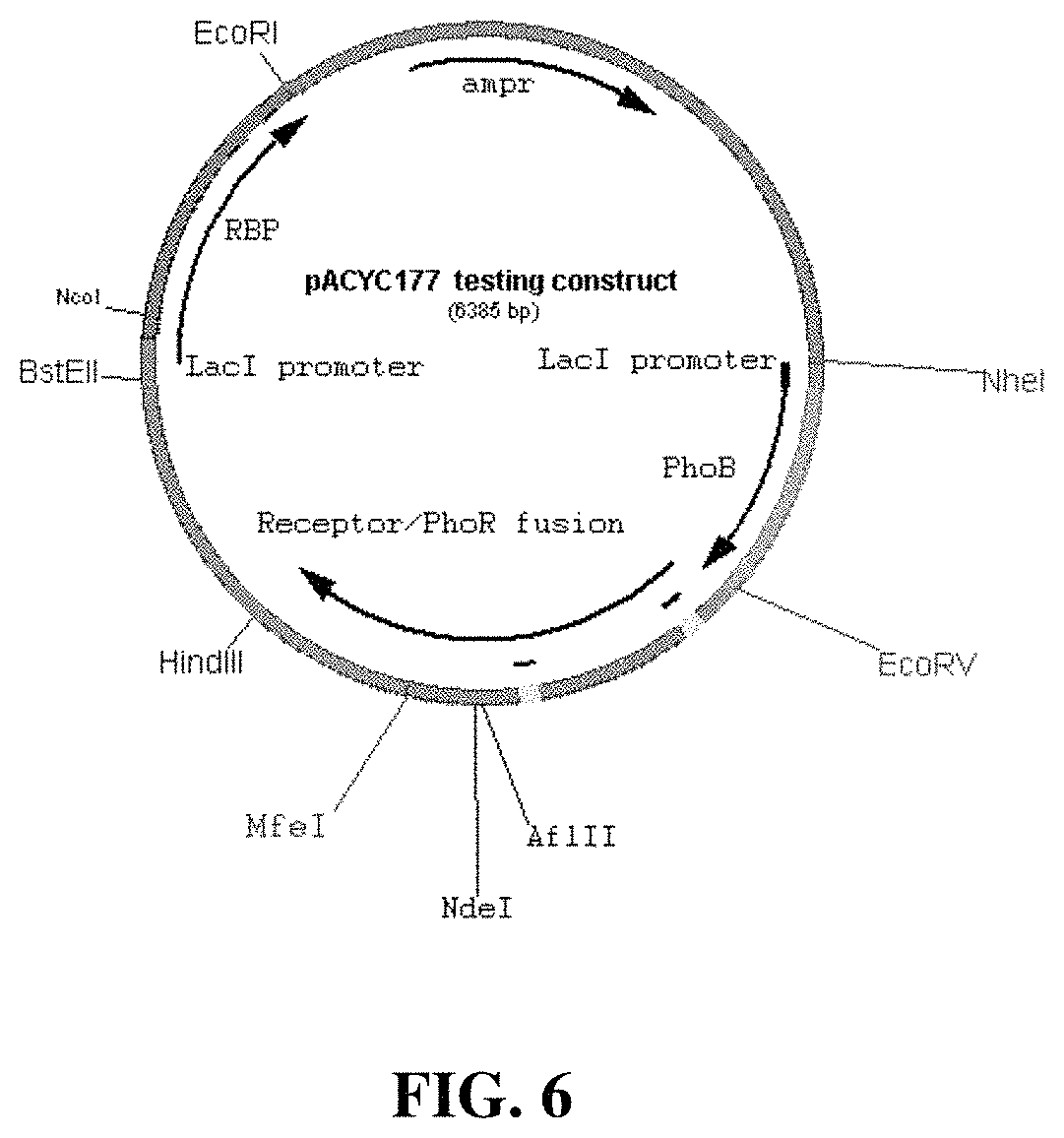 Patent US11780902 Figure 6 – Receptor/histidine kinase fusion constructs and uses thereof