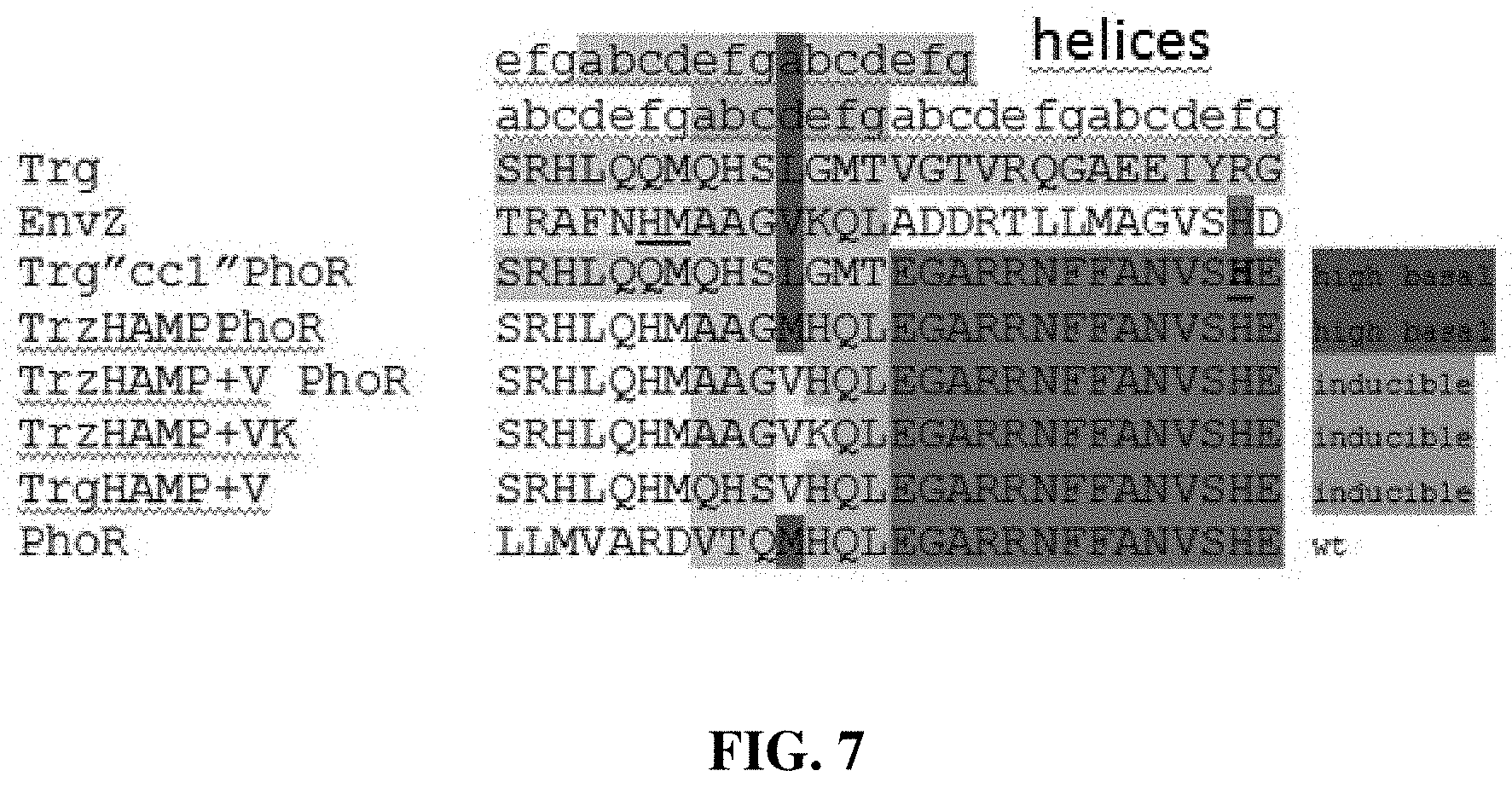 Patent US11780902 Figure 7 – Receptor/histidine kinase fusion constructs and uses thereof