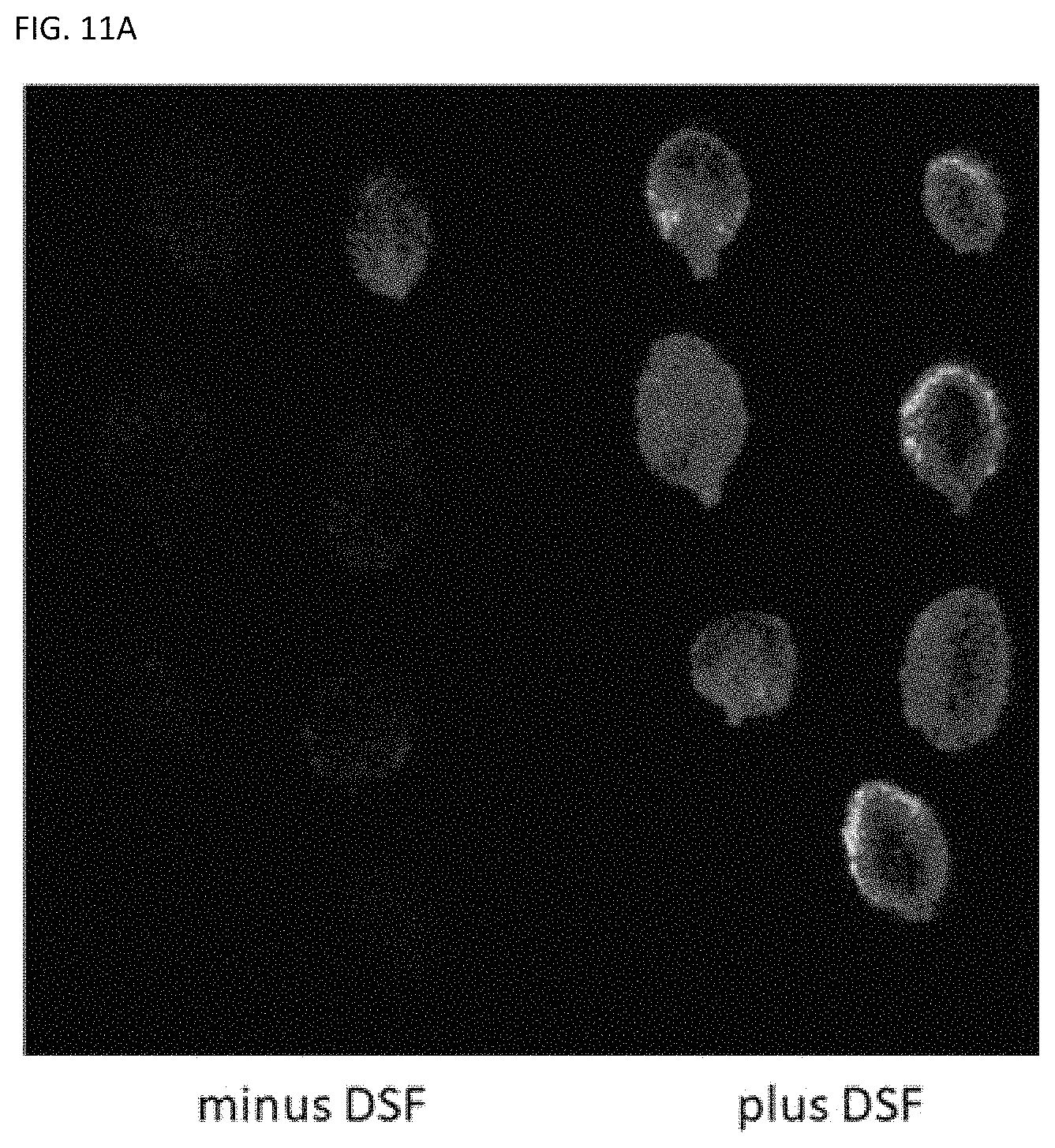 Patent US11780902 Figure 12 – Receptor/histidine kinase fusion constructs and uses thereof