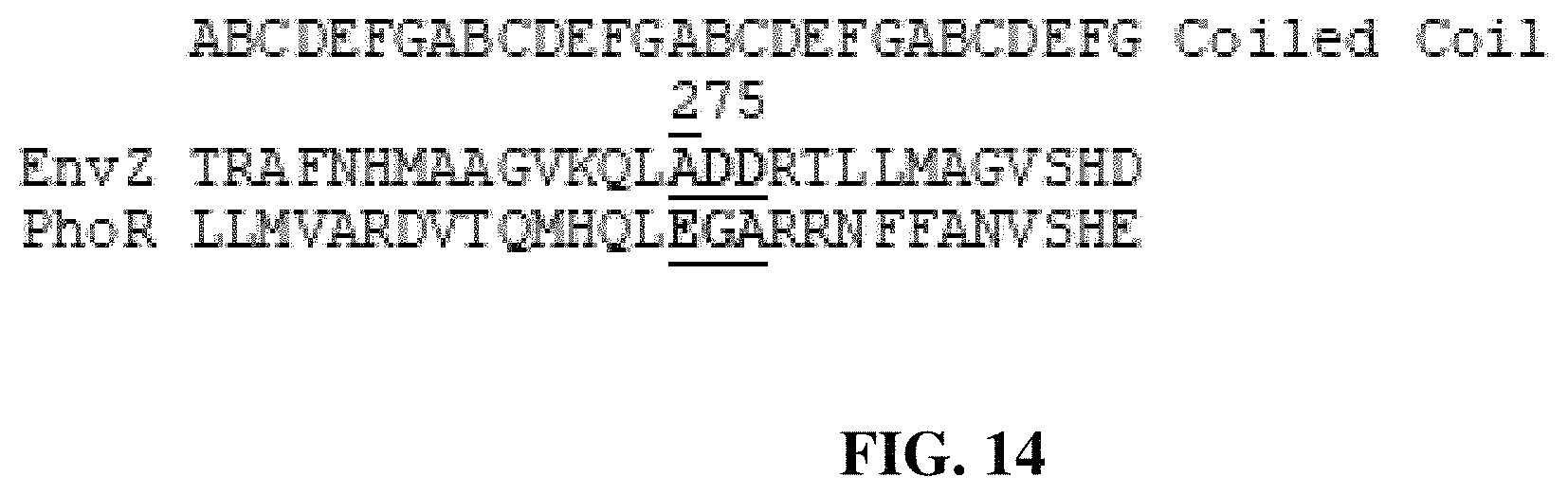 Patent US11780902 Figure 16 – Receptor/histidine kinase fusion constructs and uses thereof