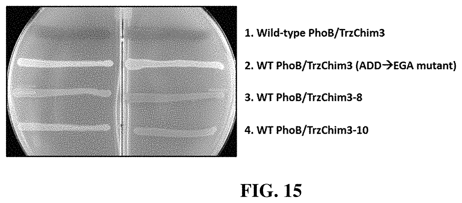 Patent US11780902 Figure 17 – Receptor/histidine kinase fusion constructs and uses thereof