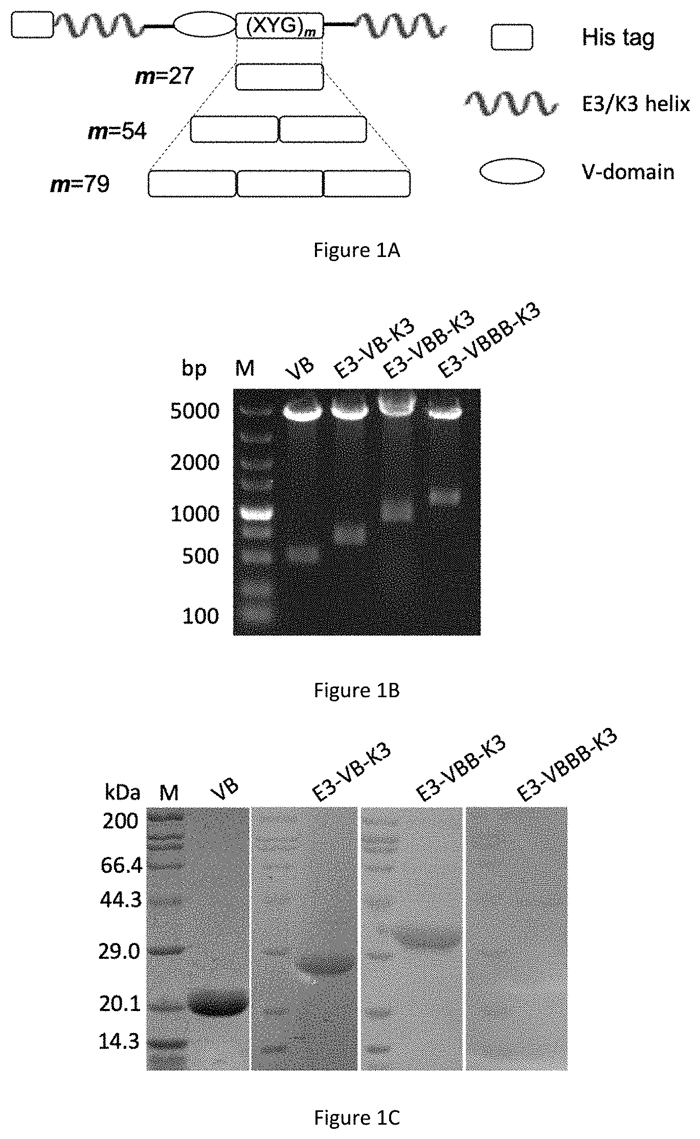 Patent US11780905 — Preparation method for collagen hydrogel — Figure 1