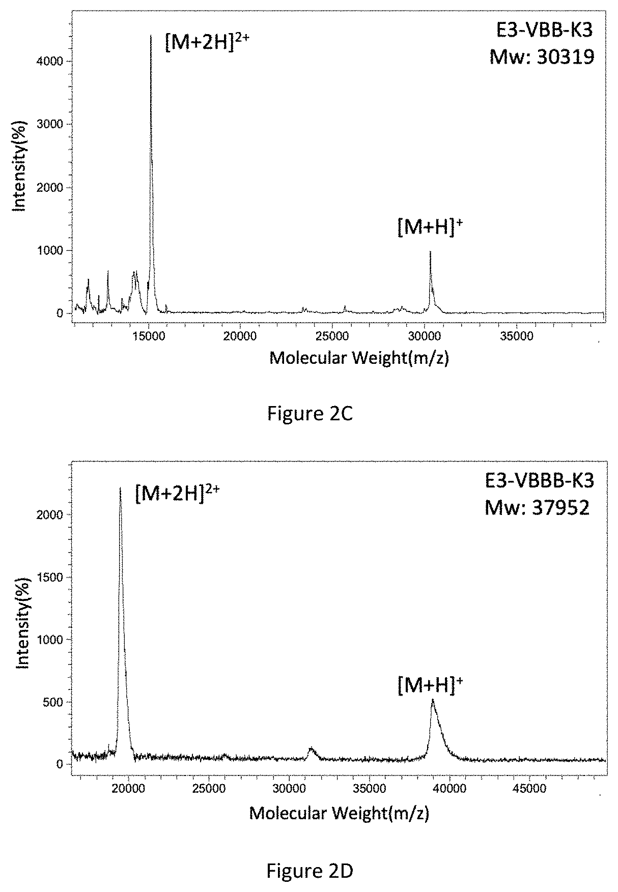 Patent US11780905 Figure 3 – Preparation method for collagen hydrogel