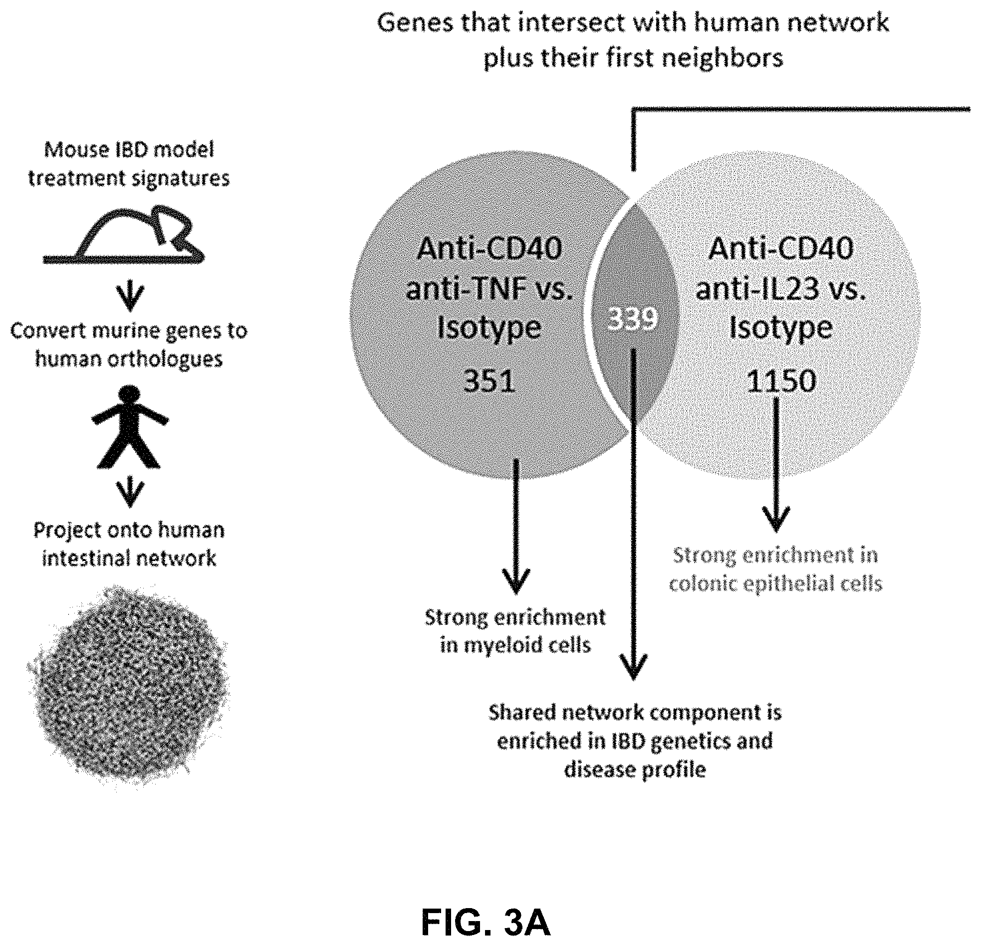 Patent US11780911 Figure 5 – Method of treating inflammatory bowel disease with a combination therapy of antibodies to IL-23 and TNF alpha