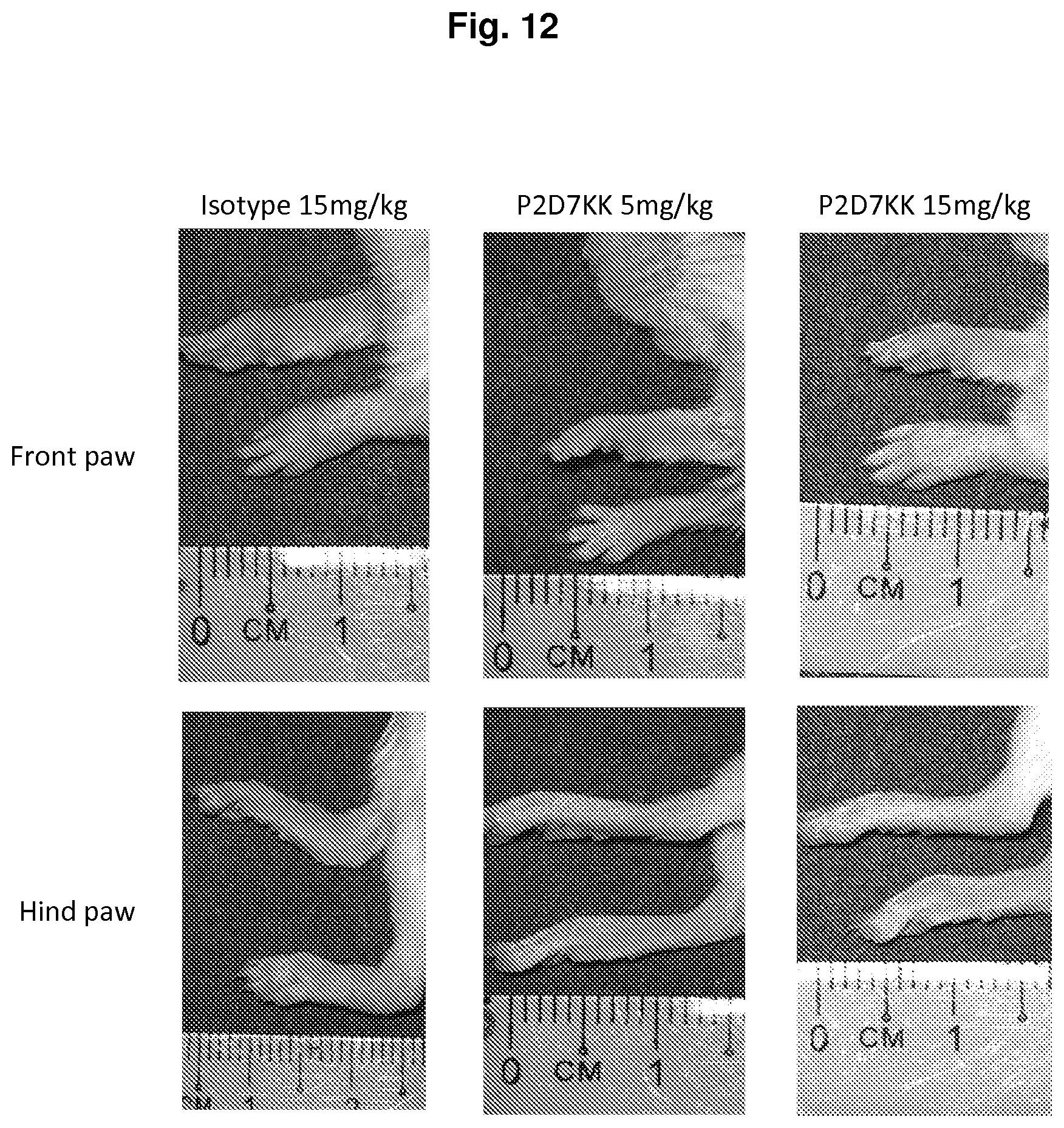 Patent US11780913 Figure 13 – IL-1β neutralizing human monoclonal antibodies