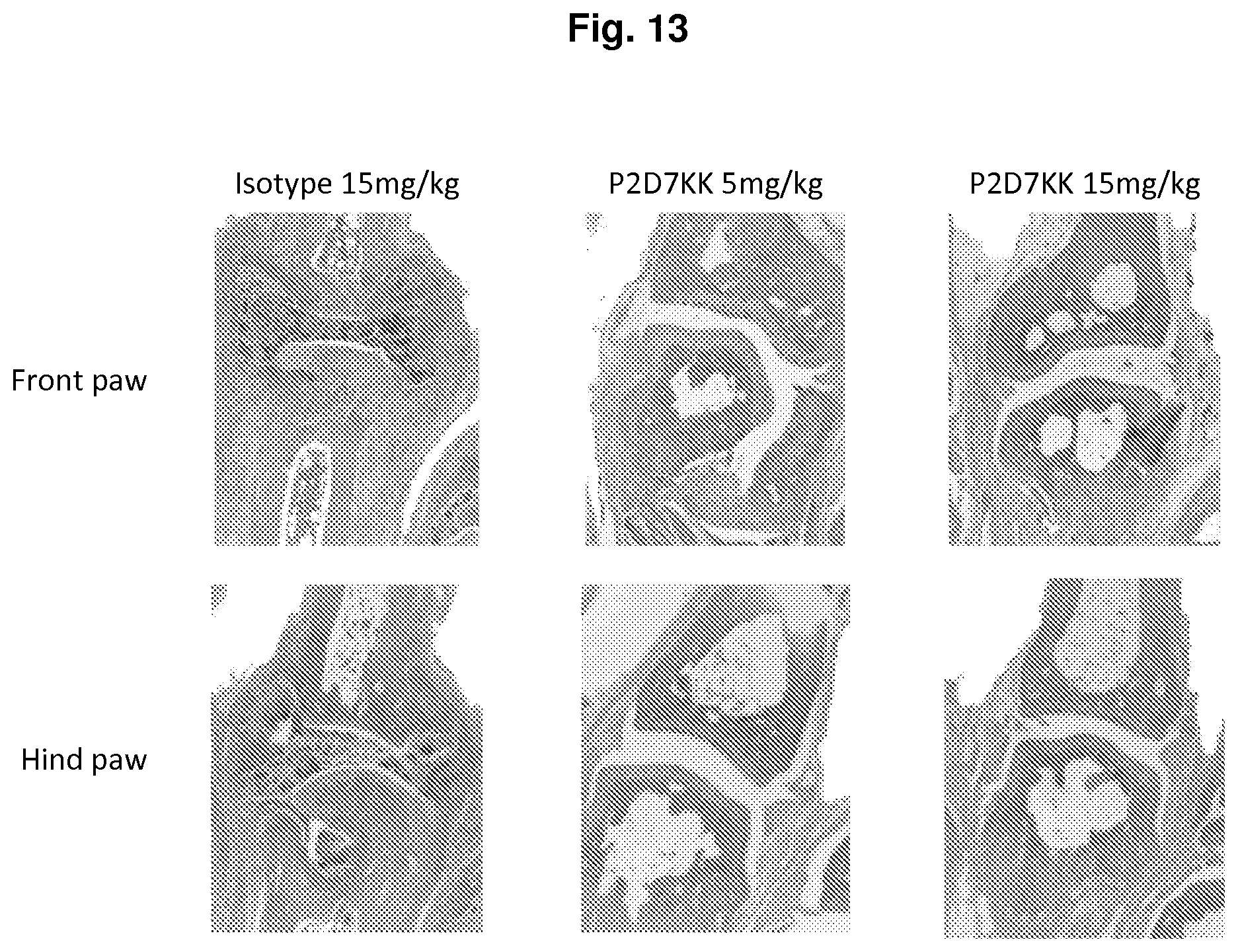Patent US11780913 Figure 14 – IL-1β neutralizing human monoclonal antibodies