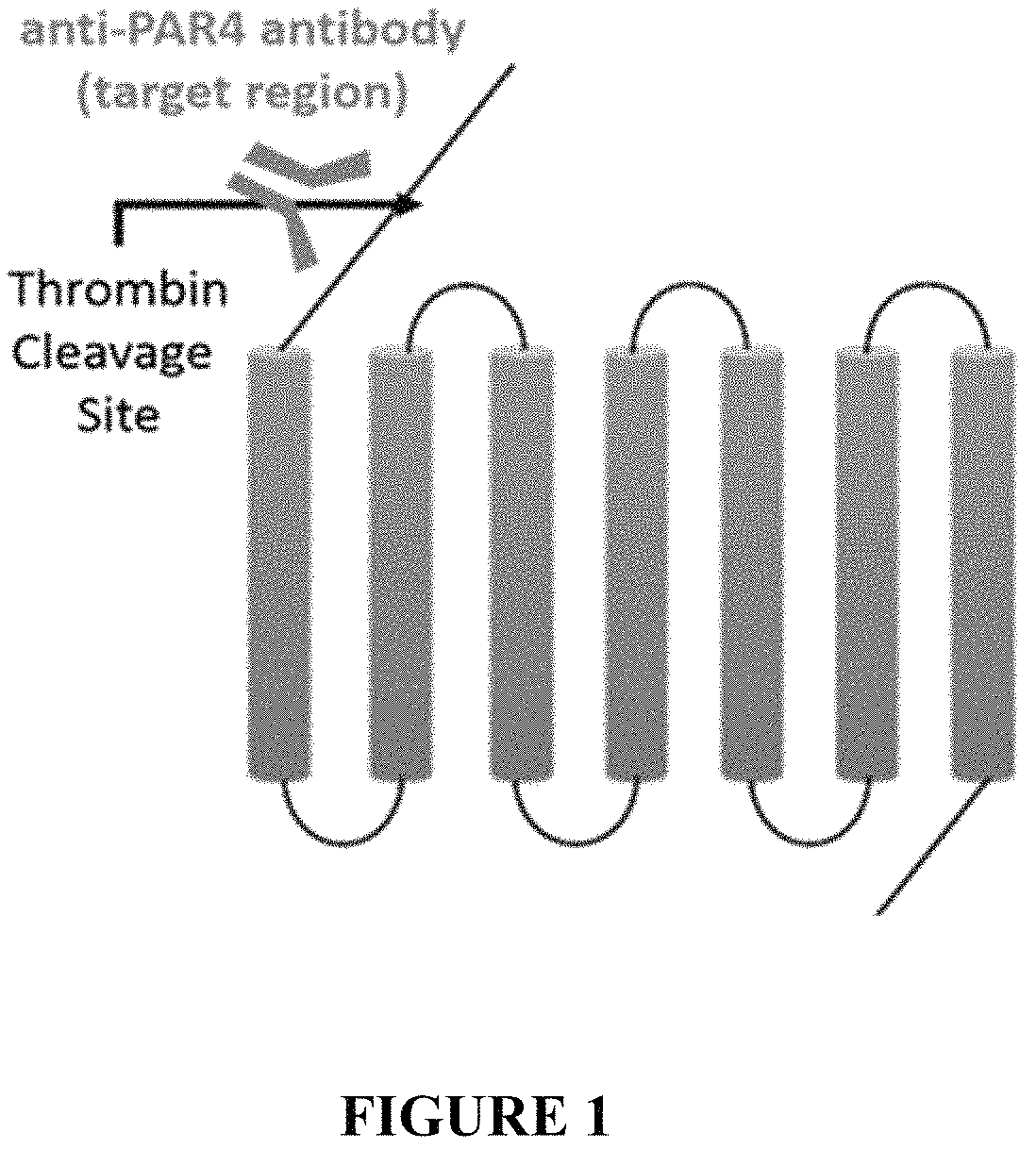 Patent US11780915 Figure 1 – Binding proteins to the human thrombin receptor, PAR4