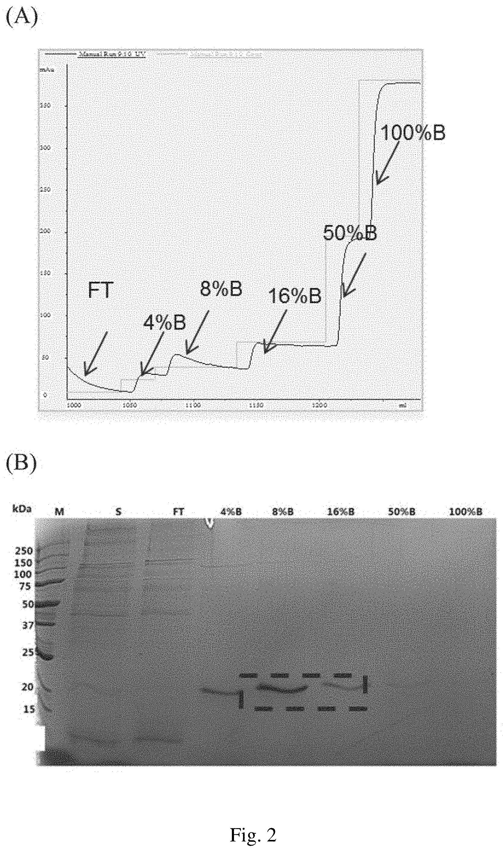 Patent US11780917 Figure 2 – Anti-GM2AP antibody and applications thereof
