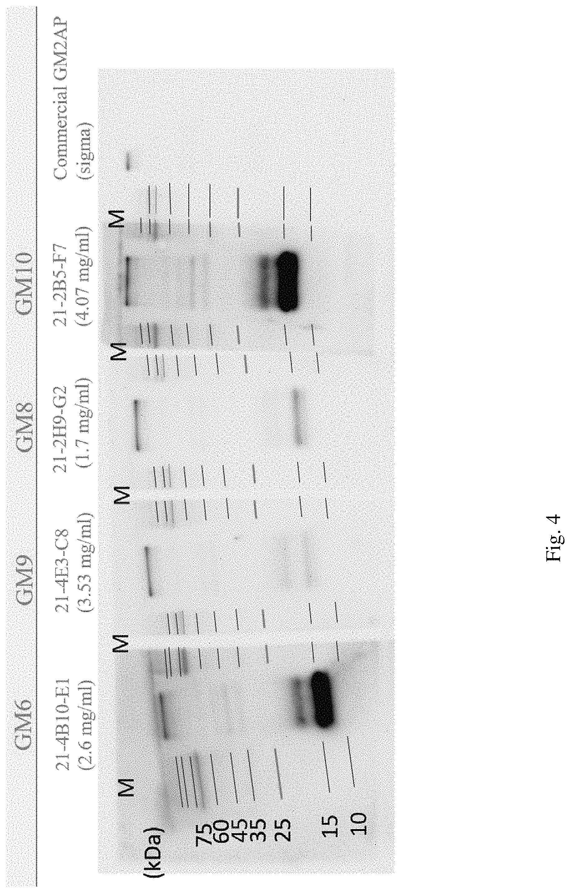 Patent US11780917 Figure 4 – Anti-GM2AP antibody and applications thereof
