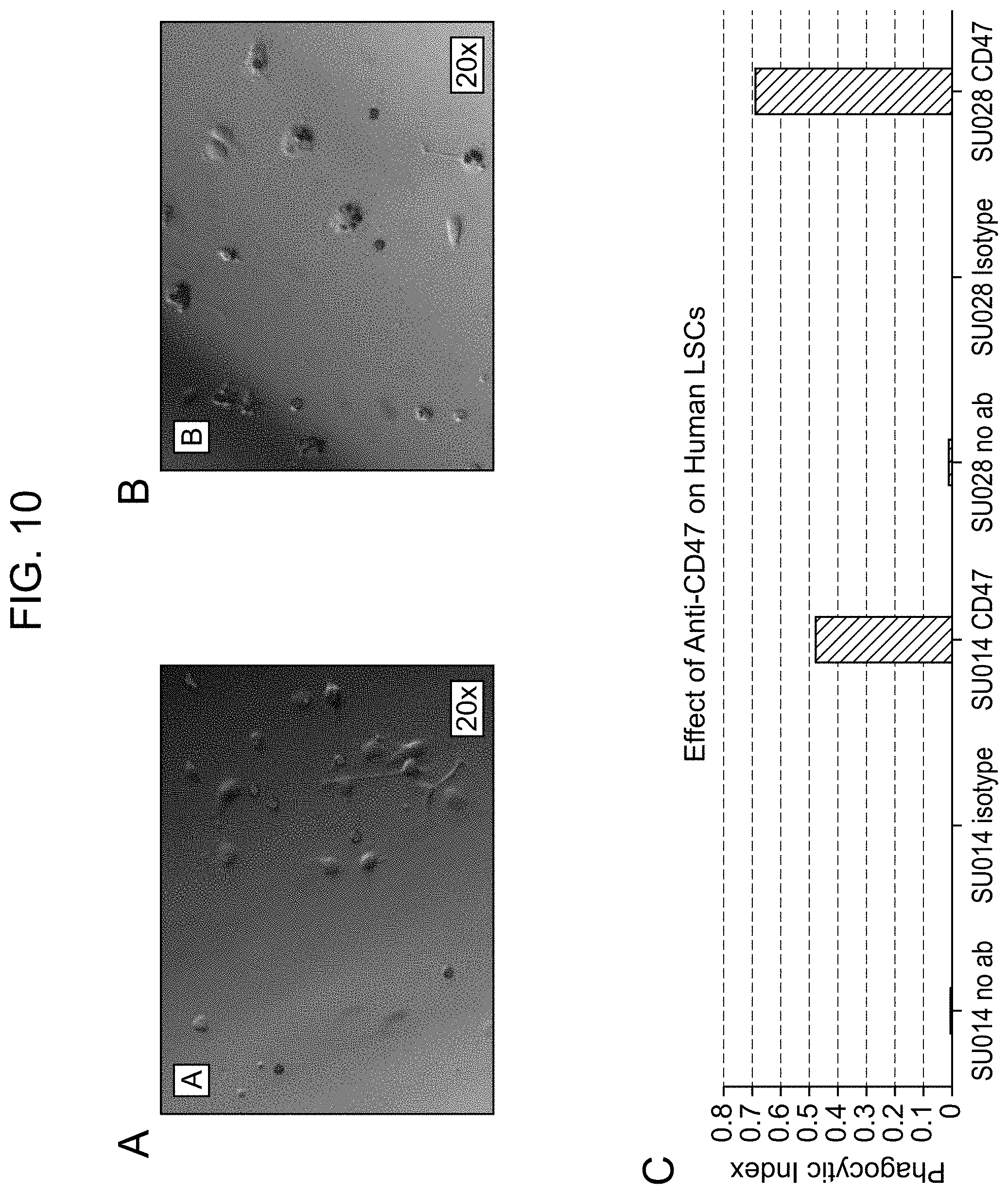Patent US11780918 Figure 17 – Markers of acute myeloid leukemia stem cells
