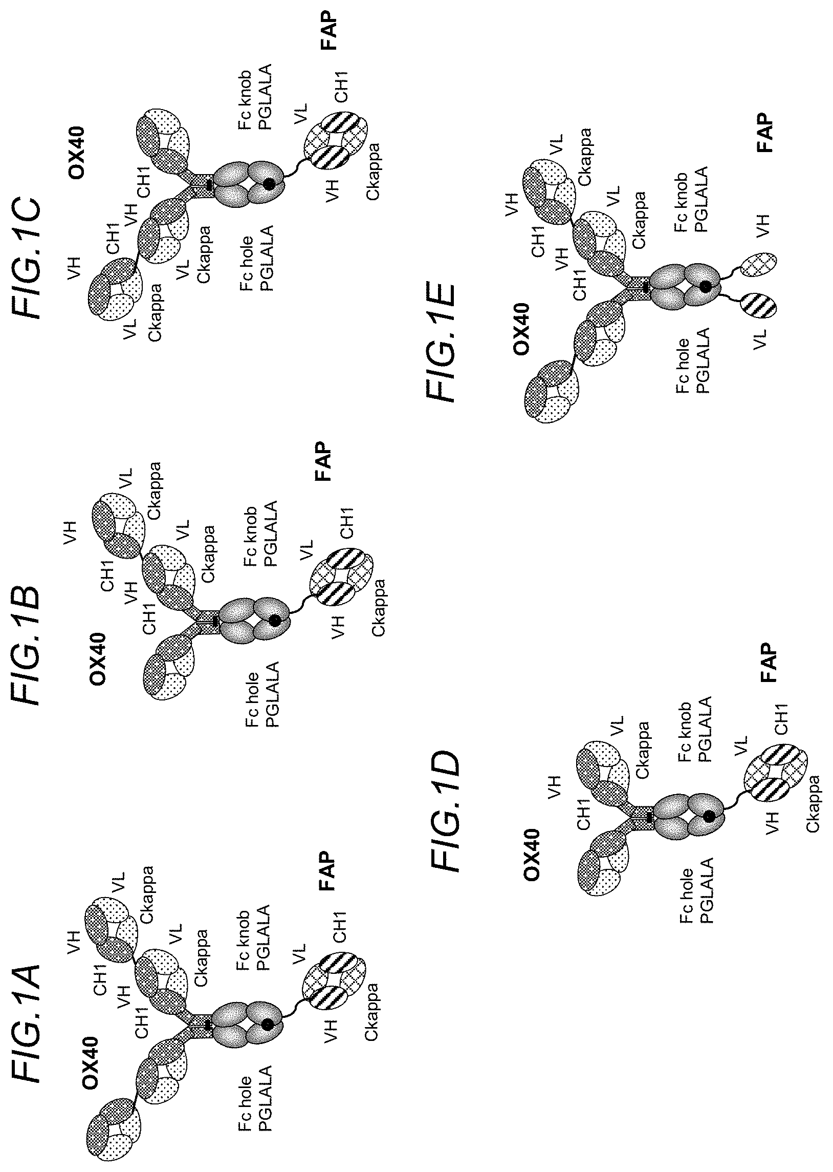 Patent US11780919 Figure 1 – Bispecific antigen binding molecules targeting OX40 and FAP