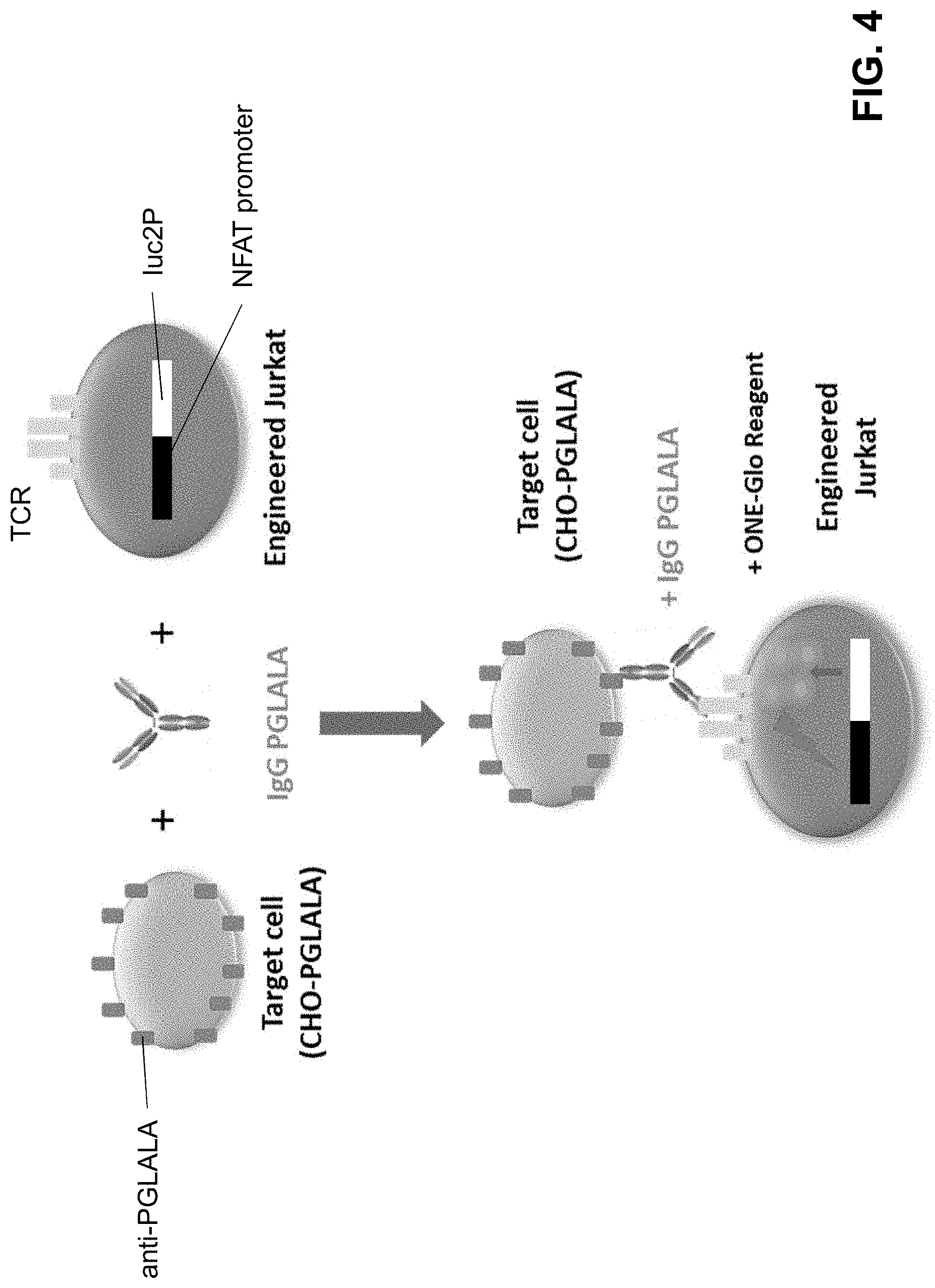 Patent US11780920 Figure 7 – Antibodies binding to CD3 and CD19