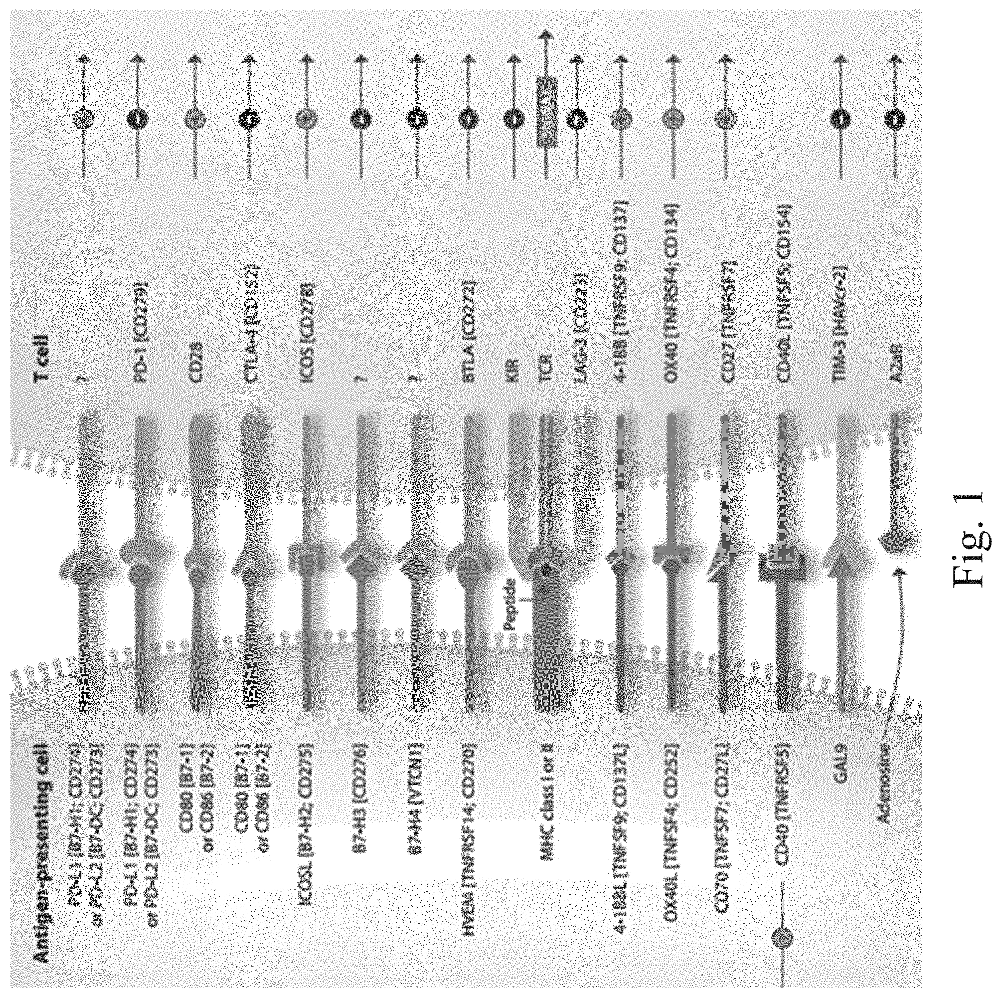 Patent US11780922 Figure 1 – Bifunctional proteins combining checkpoint blockade for targeted therapy
