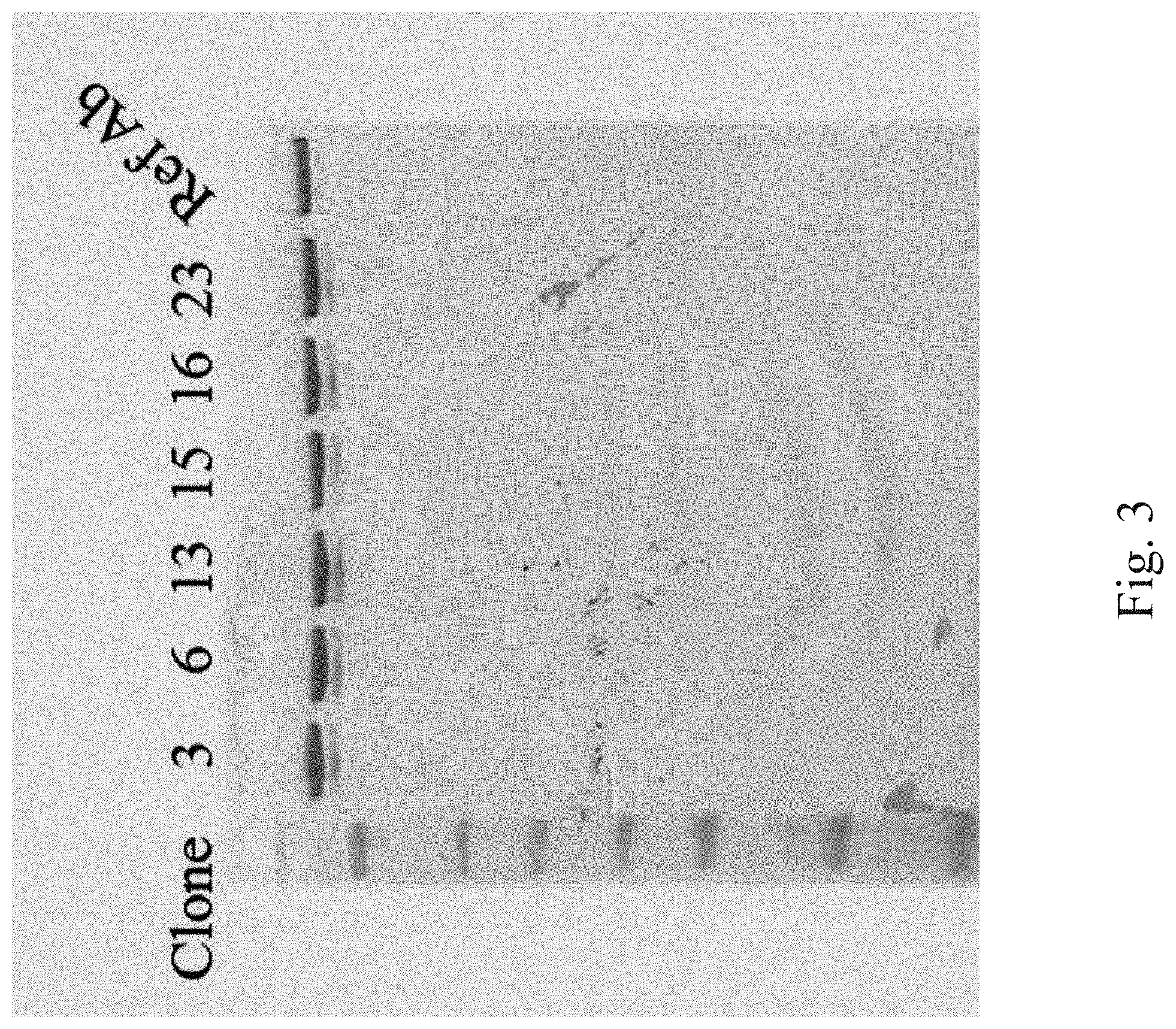Patent US11780922 Figure 3 – Bifunctional proteins combining checkpoint blockade for targeted therapy
