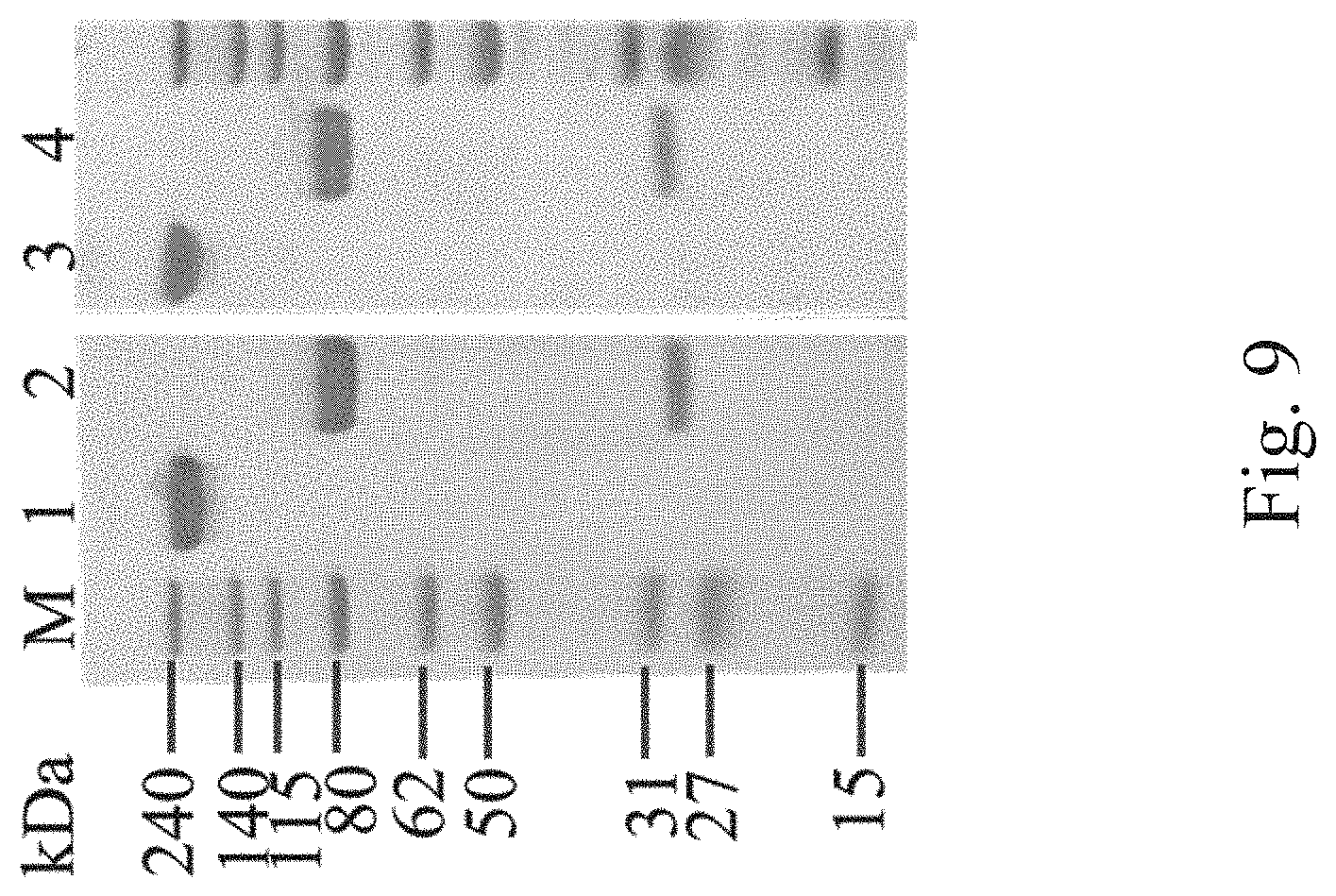 Patent US11780922 Figure 9 – Bifunctional proteins combining checkpoint blockade for targeted therapy