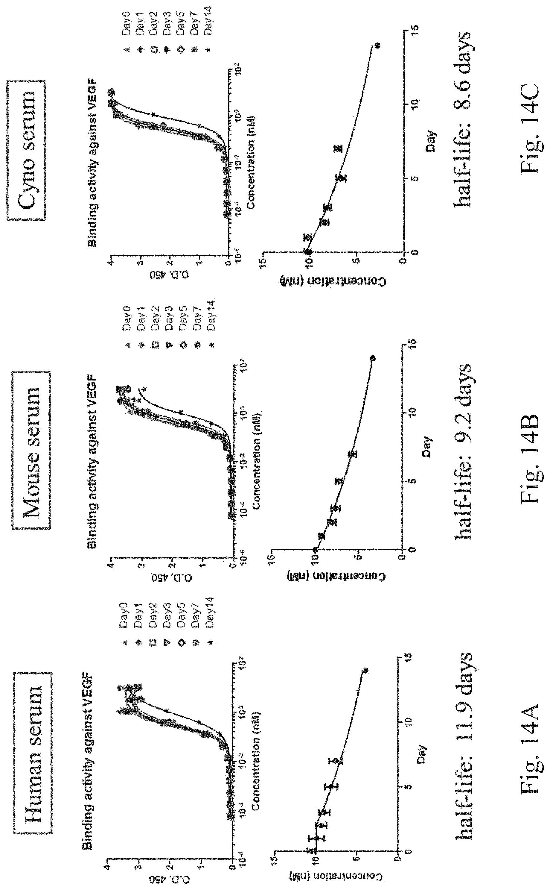 Patent US11780922 Figure 14 – Bifunctional proteins combining checkpoint blockade for targeted therapy