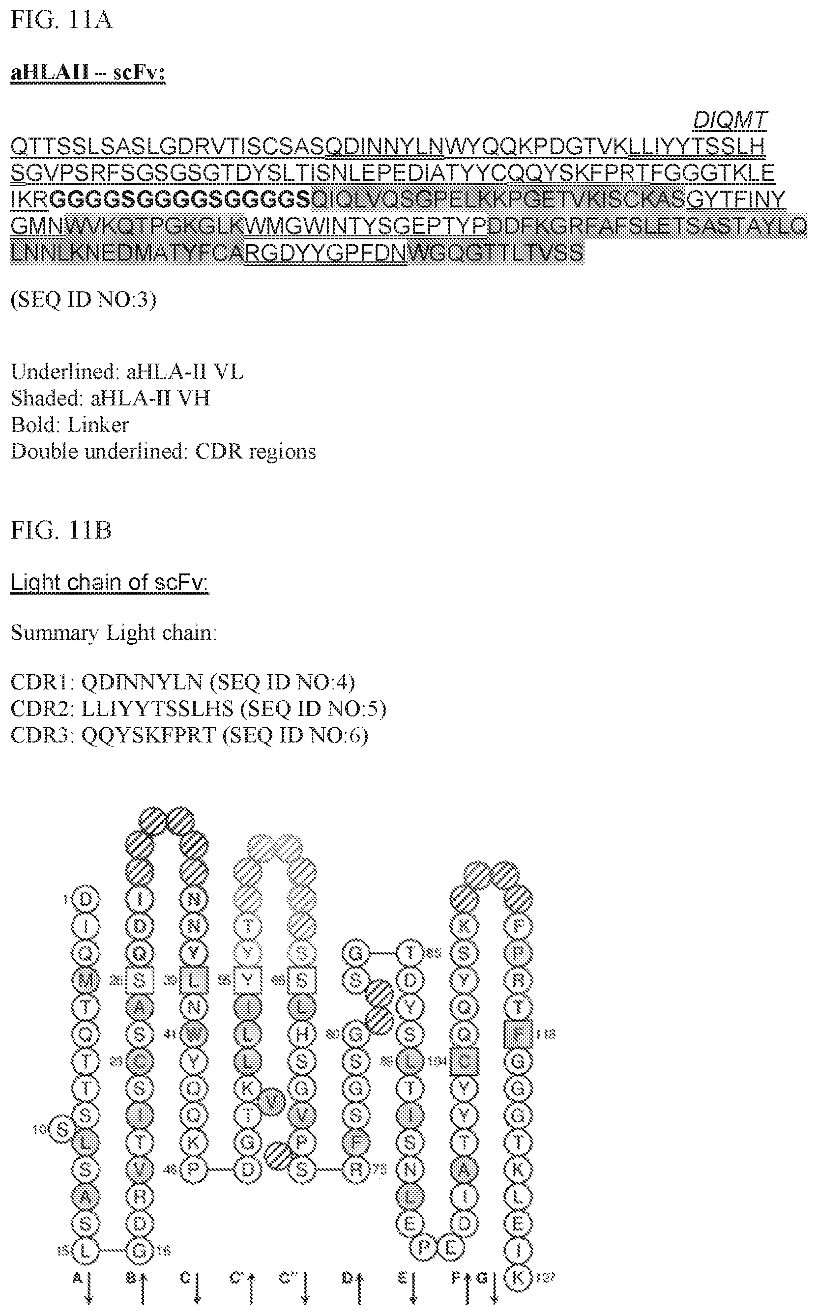 Patent US11780924 Figure 12 – HLA binding vaccine moieties and uses thereof