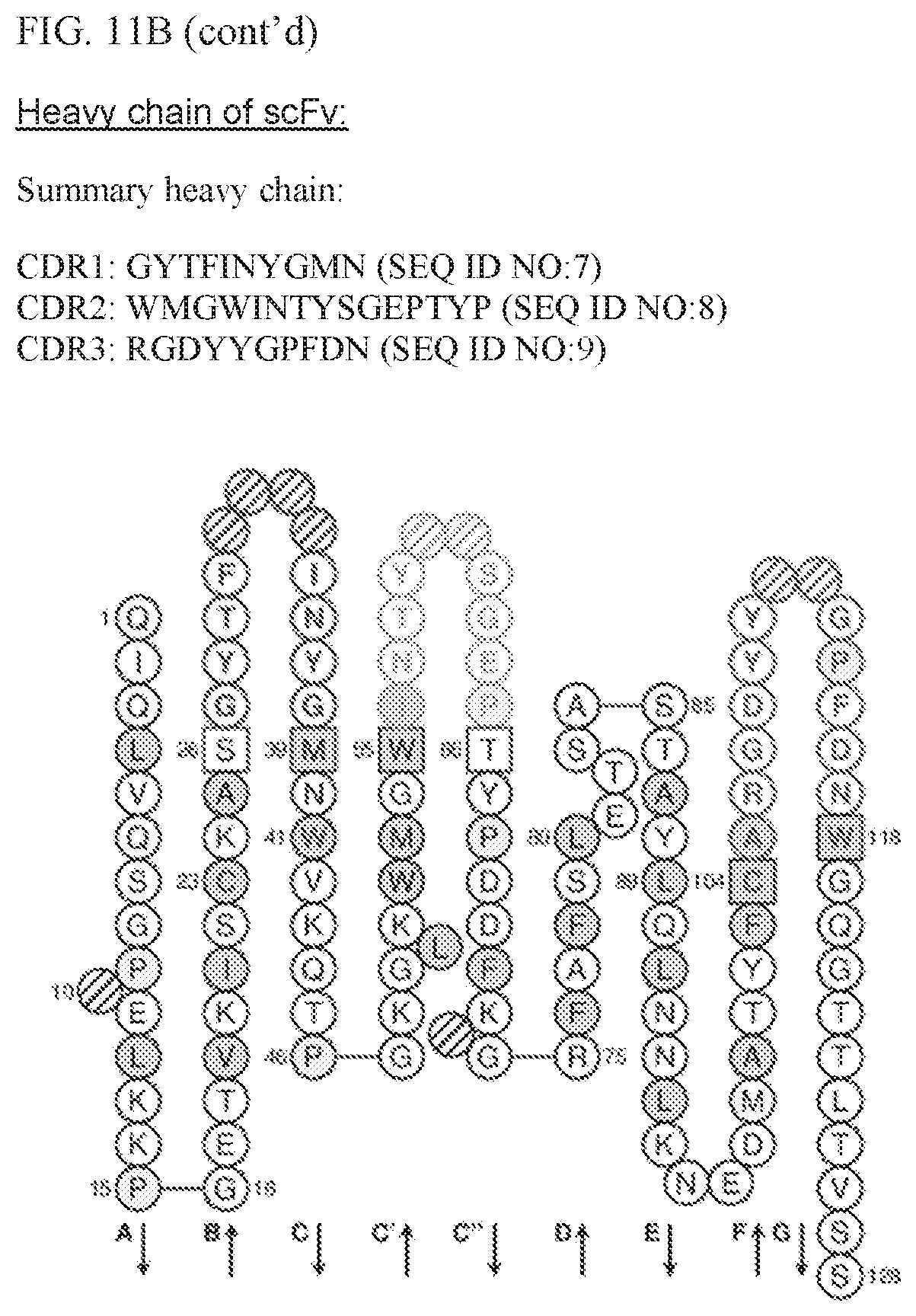 Patent US11780924 Figure 13 – HLA binding vaccine moieties and uses thereof