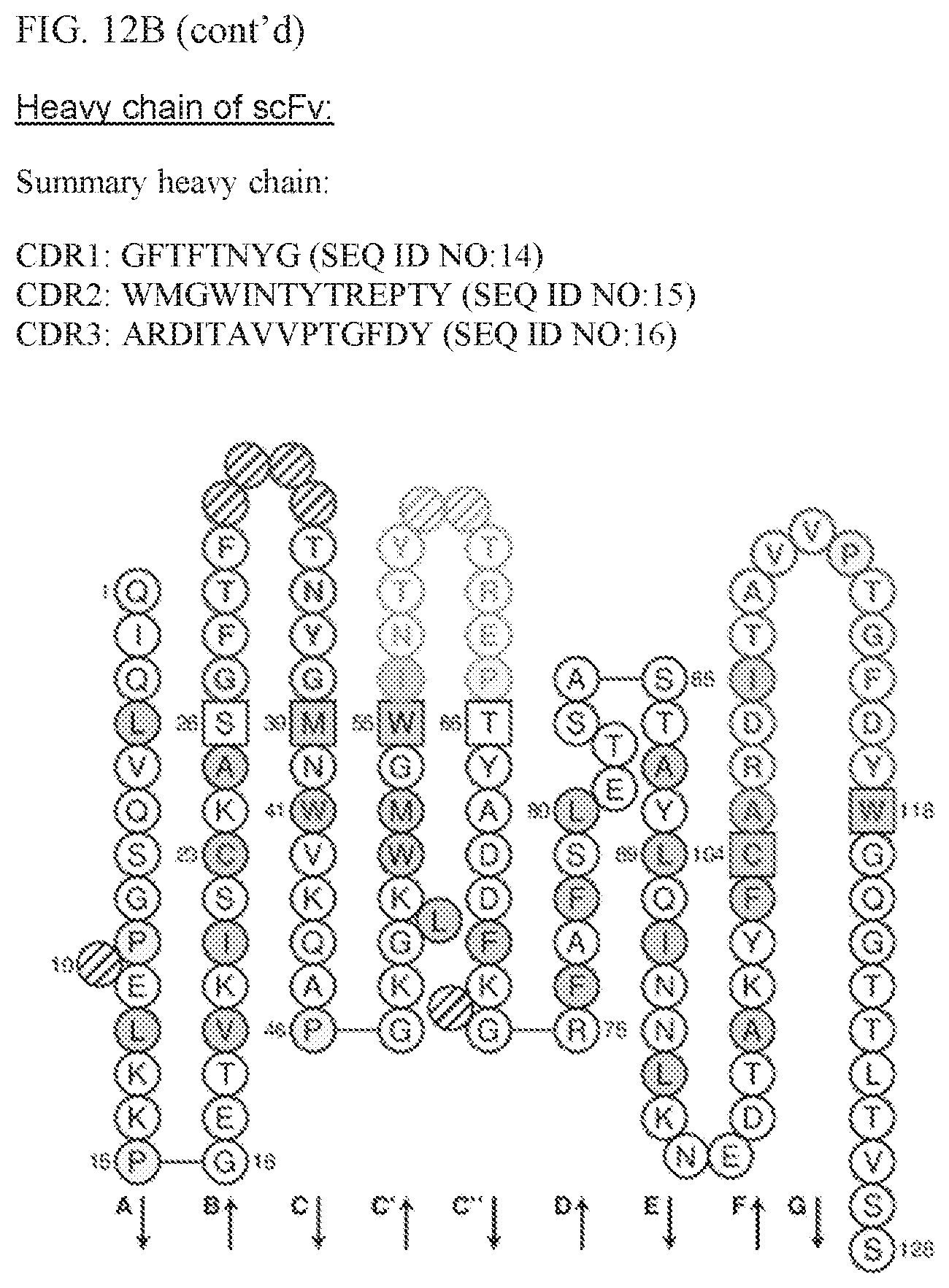 Patent US11780924 Figure 15 – HLA binding vaccine moieties and uses thereof