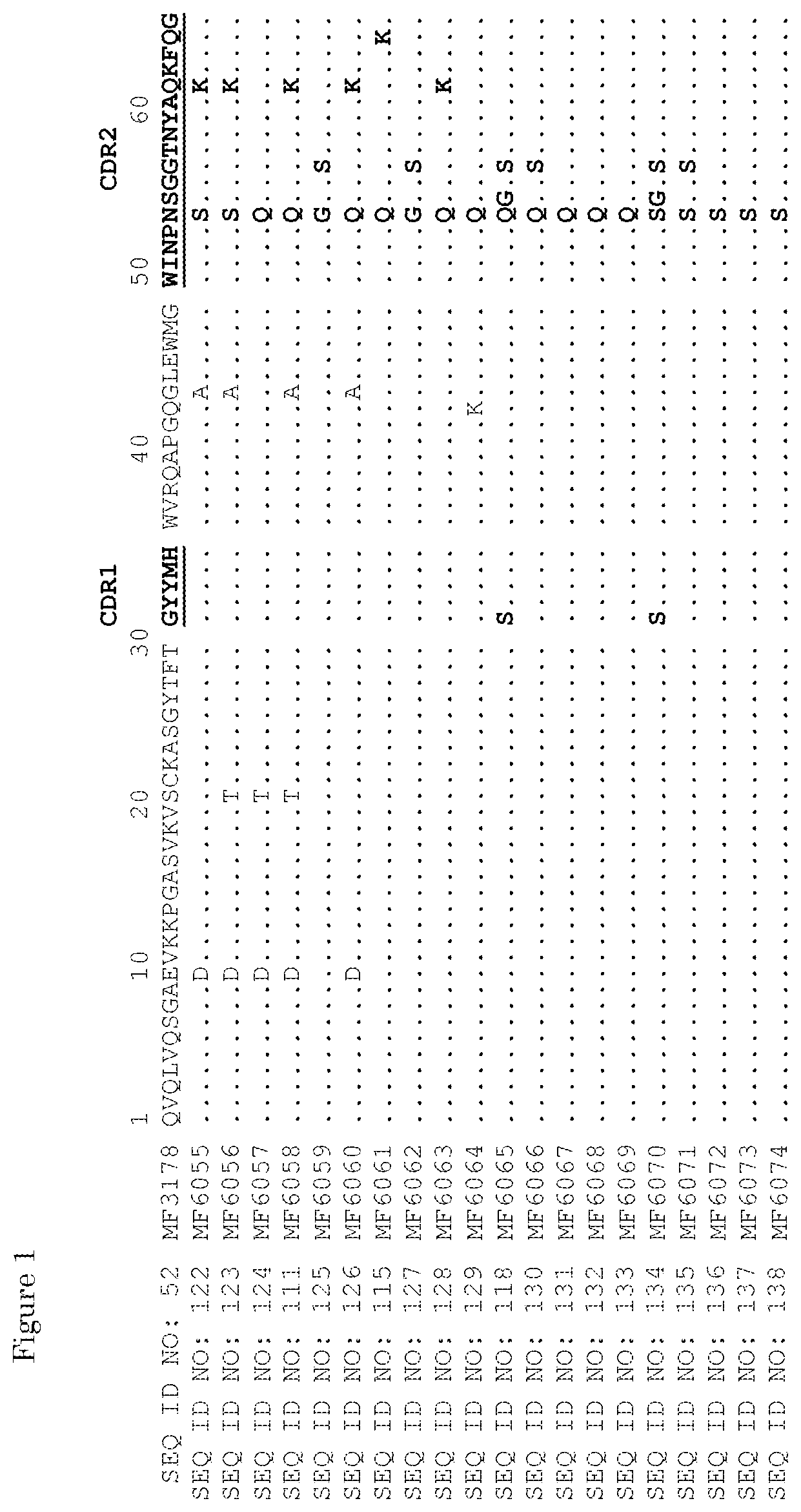 Patent US11780925 — ErbB-2 and ErbB3 binding bispecific antibodies for use in the treatment of cells that have an NRG1 fusion gene — Figure 1