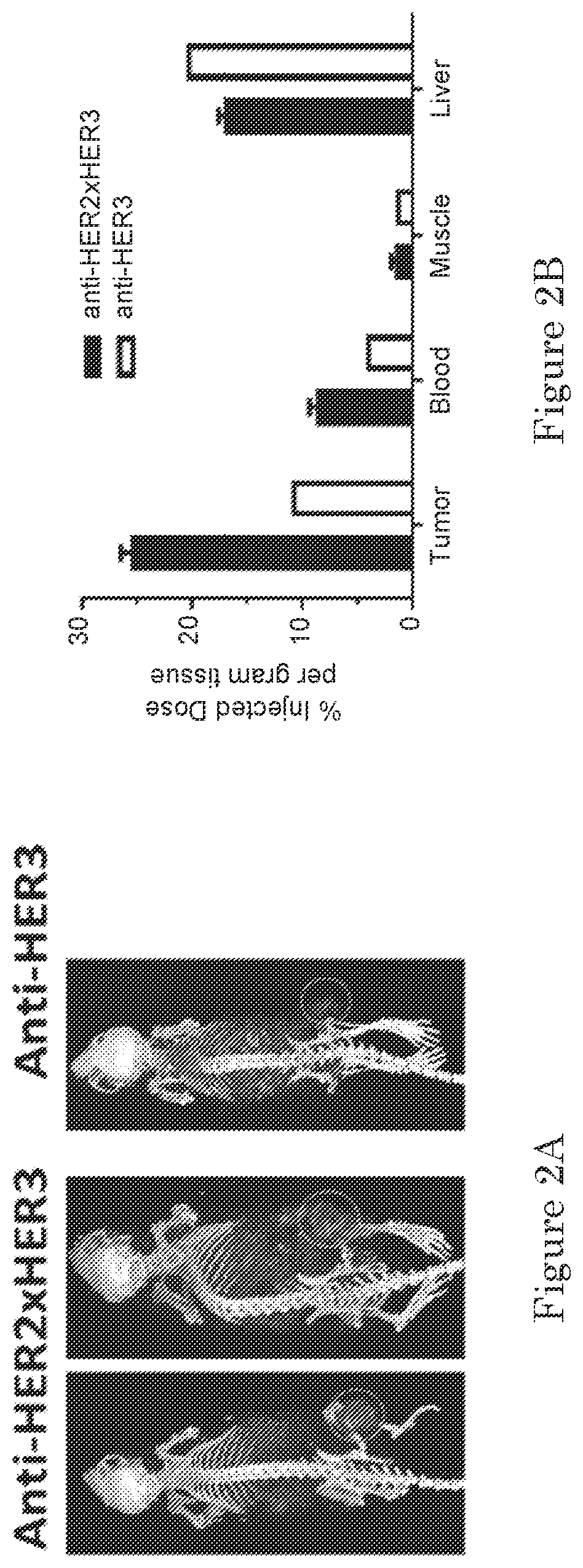 Patent US11780925 Figure 3 – ErbB-2 and ErbB3 binding bispecific antibodies for use in the treatment of cells that have an NRG1 fusion gene