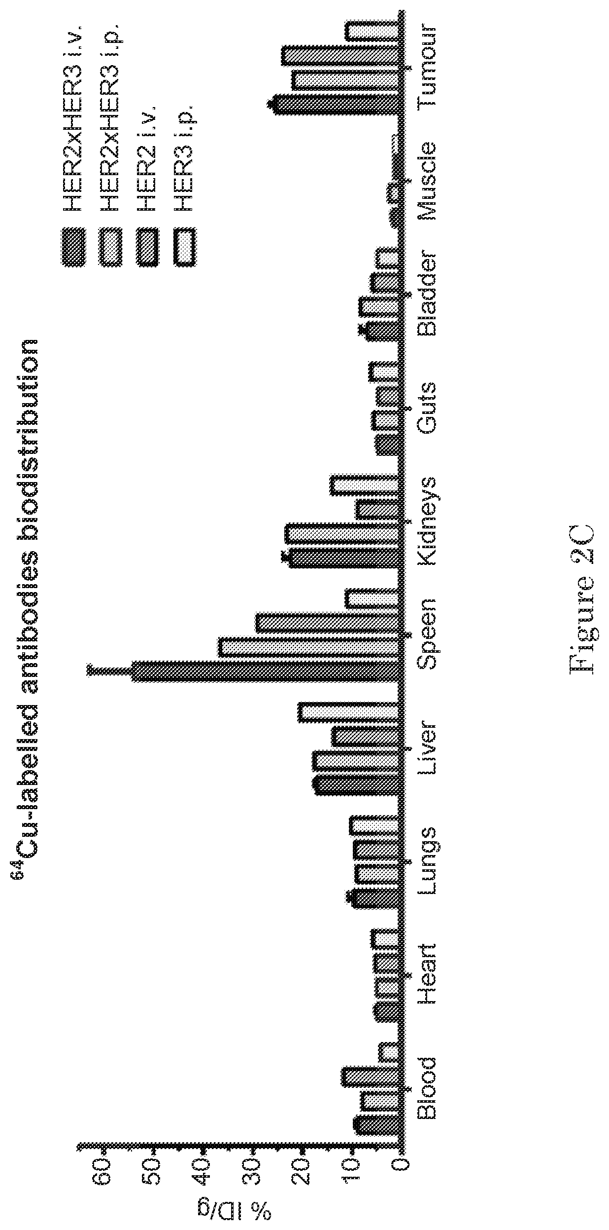 Patent US11780925 Figure 4 – ErbB-2 and ErbB3 binding bispecific antibodies for use in the treatment of cells that have an NRG1 fusion gene