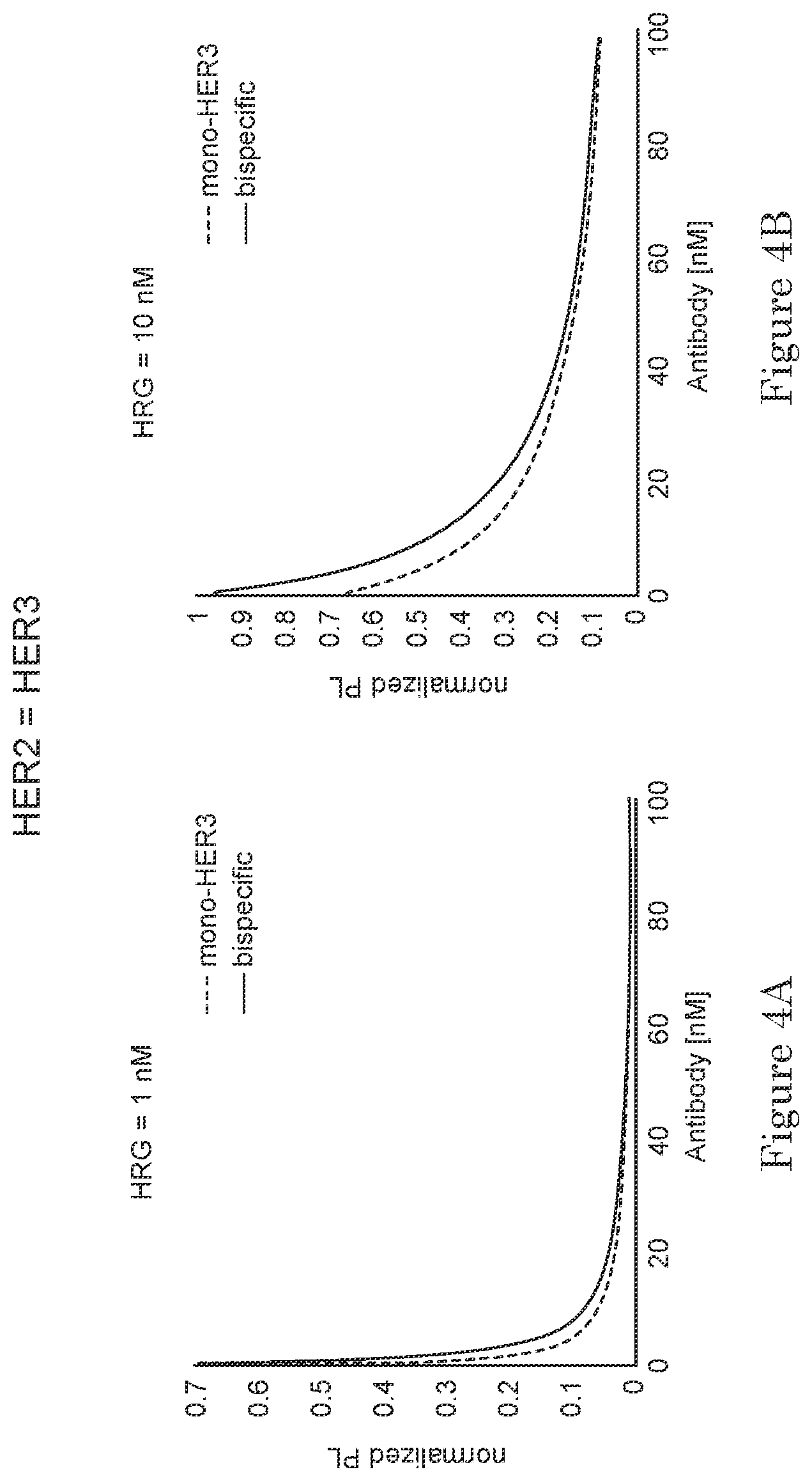 Patent US11780925 Figure 6 – ErbB-2 and ErbB3 binding bispecific antibodies for use in the treatment of cells that have an NRG1 fusion gene
