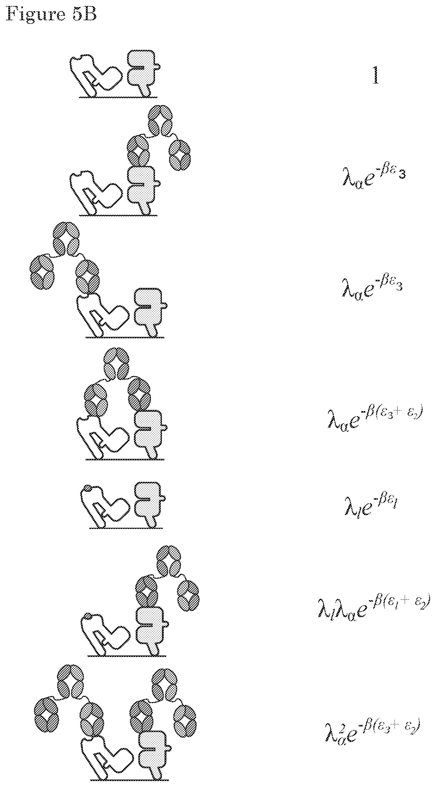 Patent US11780925 Figure 10 – ErbB-2 and ErbB3 binding bispecific antibodies for use in the treatment of cells that have an NRG1 fusion gene