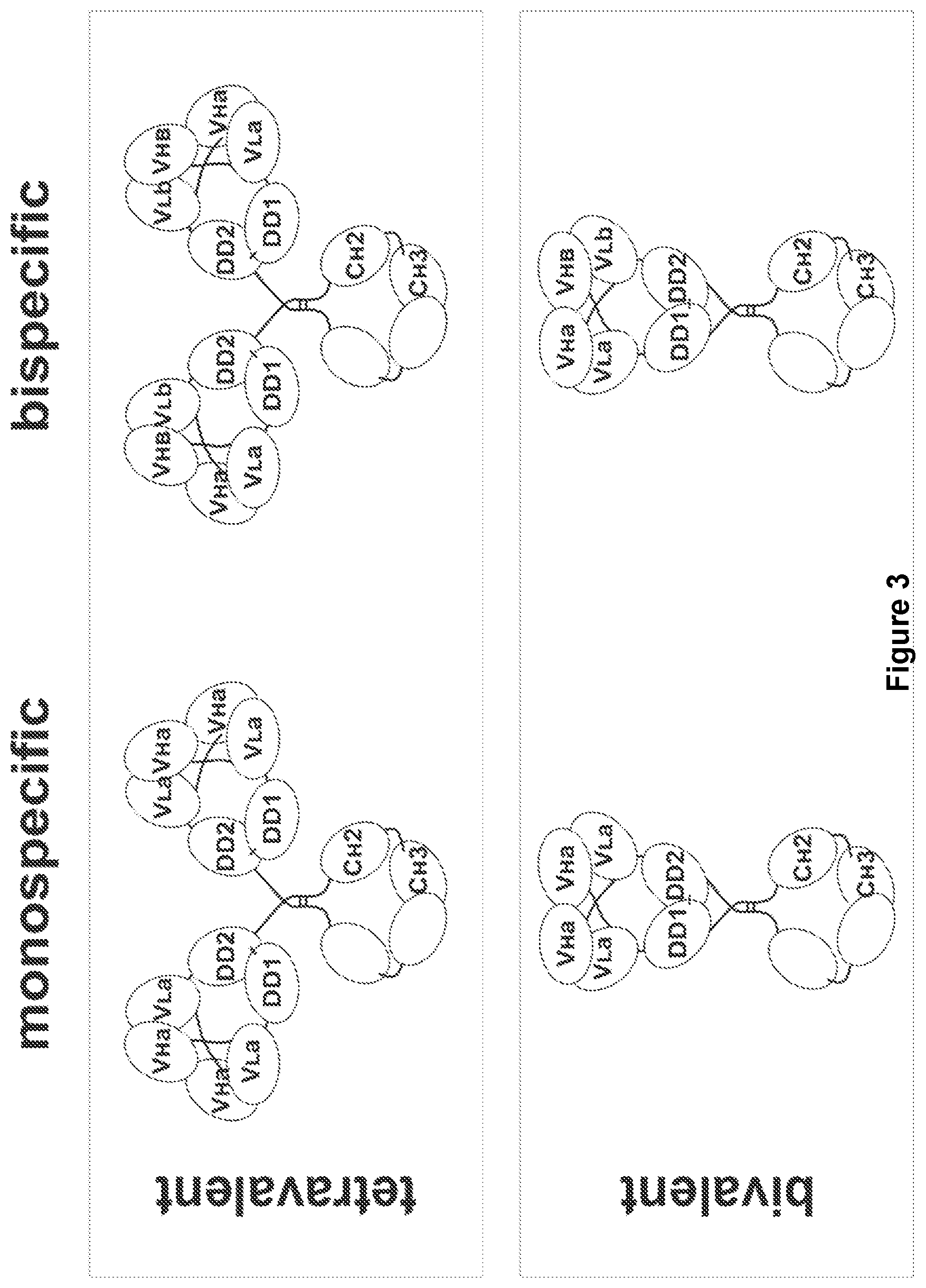 Patent US11780926 Figure 3 – Multivalent binding molecules