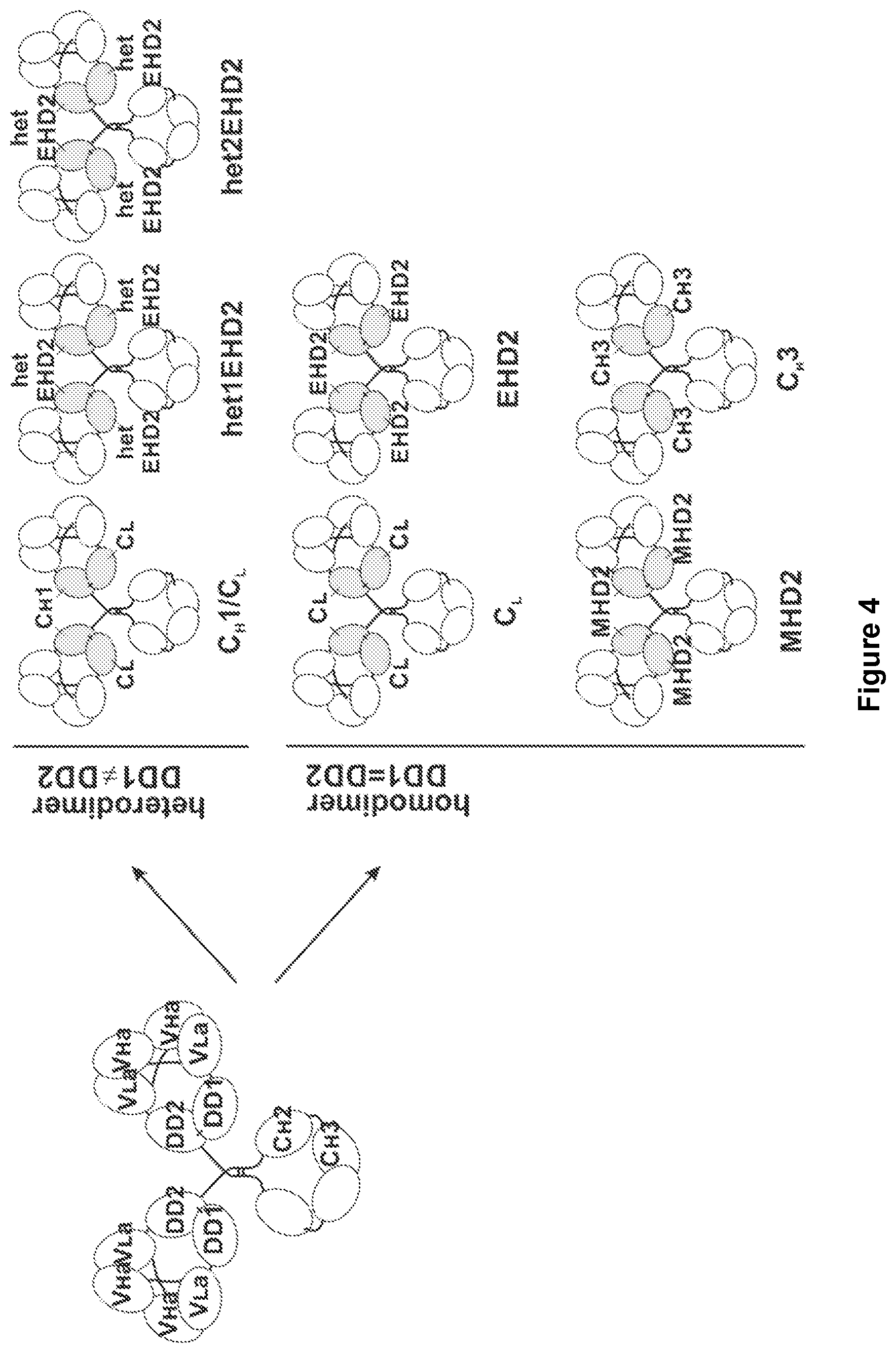 Patent US11780926 Figure 4 – Multivalent binding molecules