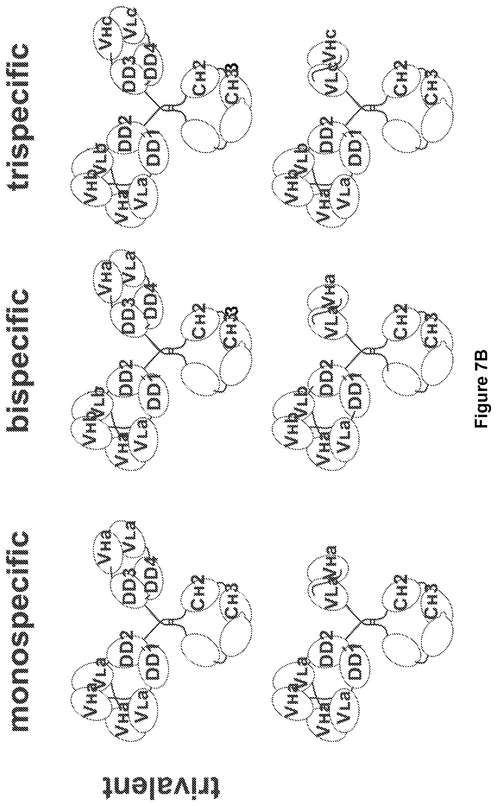 Patent US11780926 Figure 8 – Multivalent binding molecules