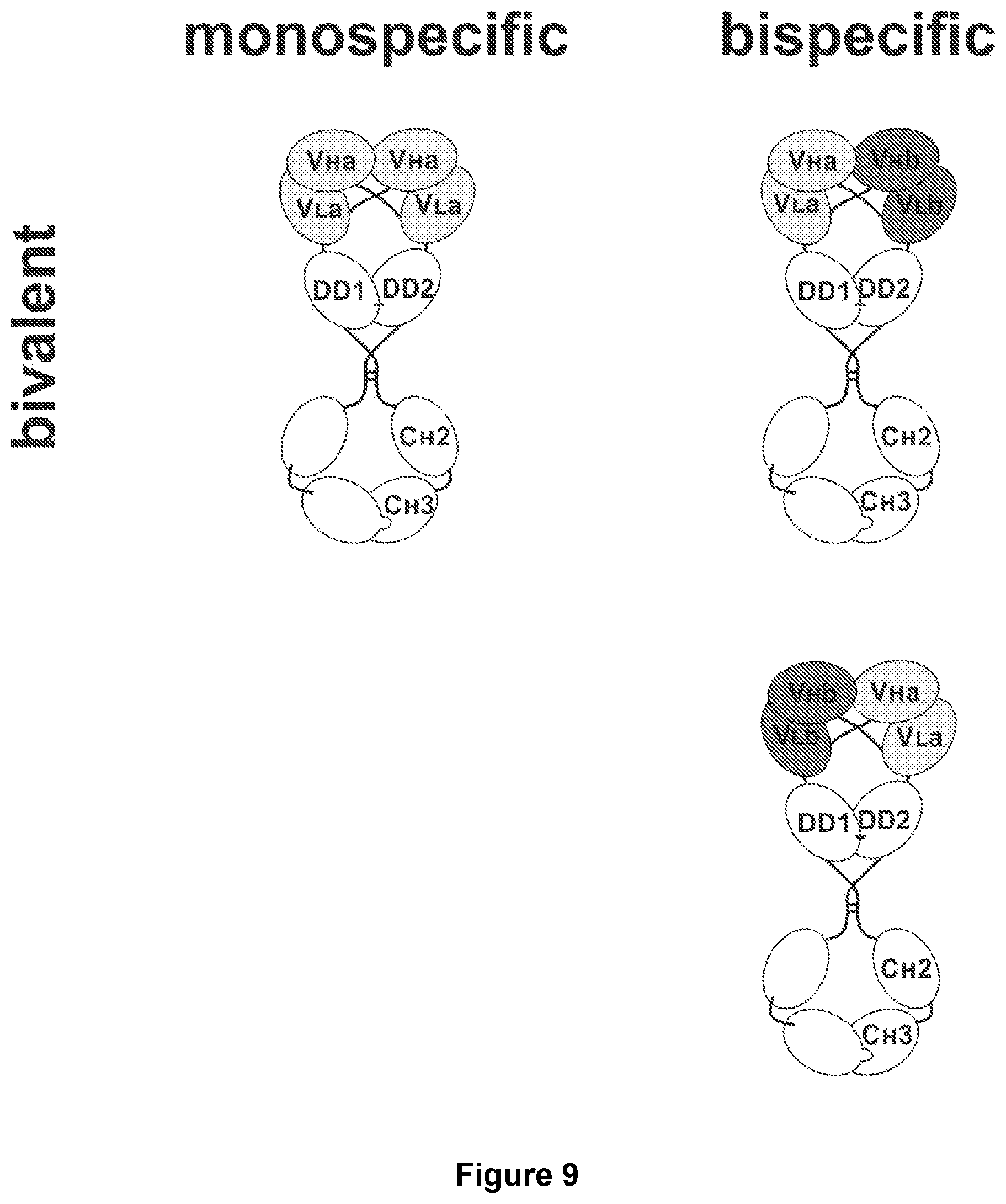 Patent US11780926 Figure 11 – Multivalent binding molecules